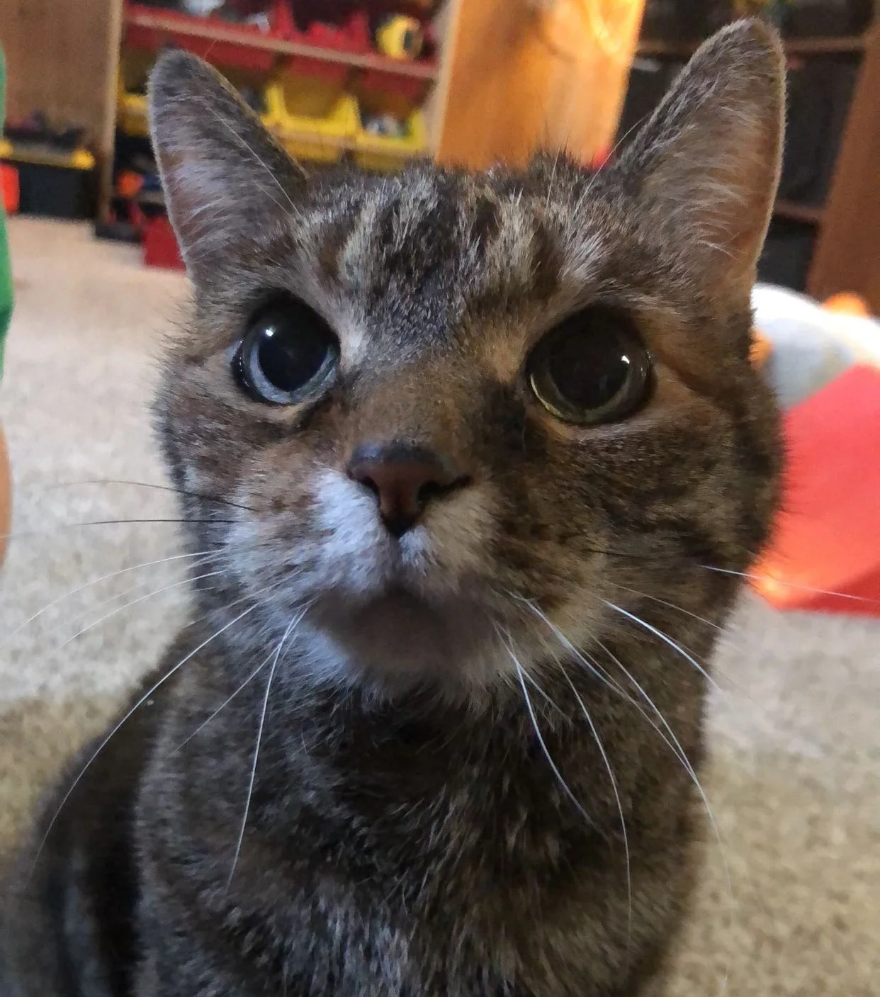 I Wish I had Nine Lives