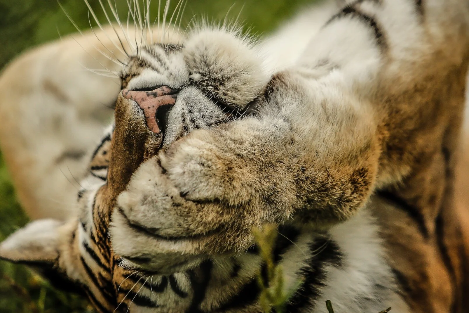 Hey, All You Cool Cats and Kittens