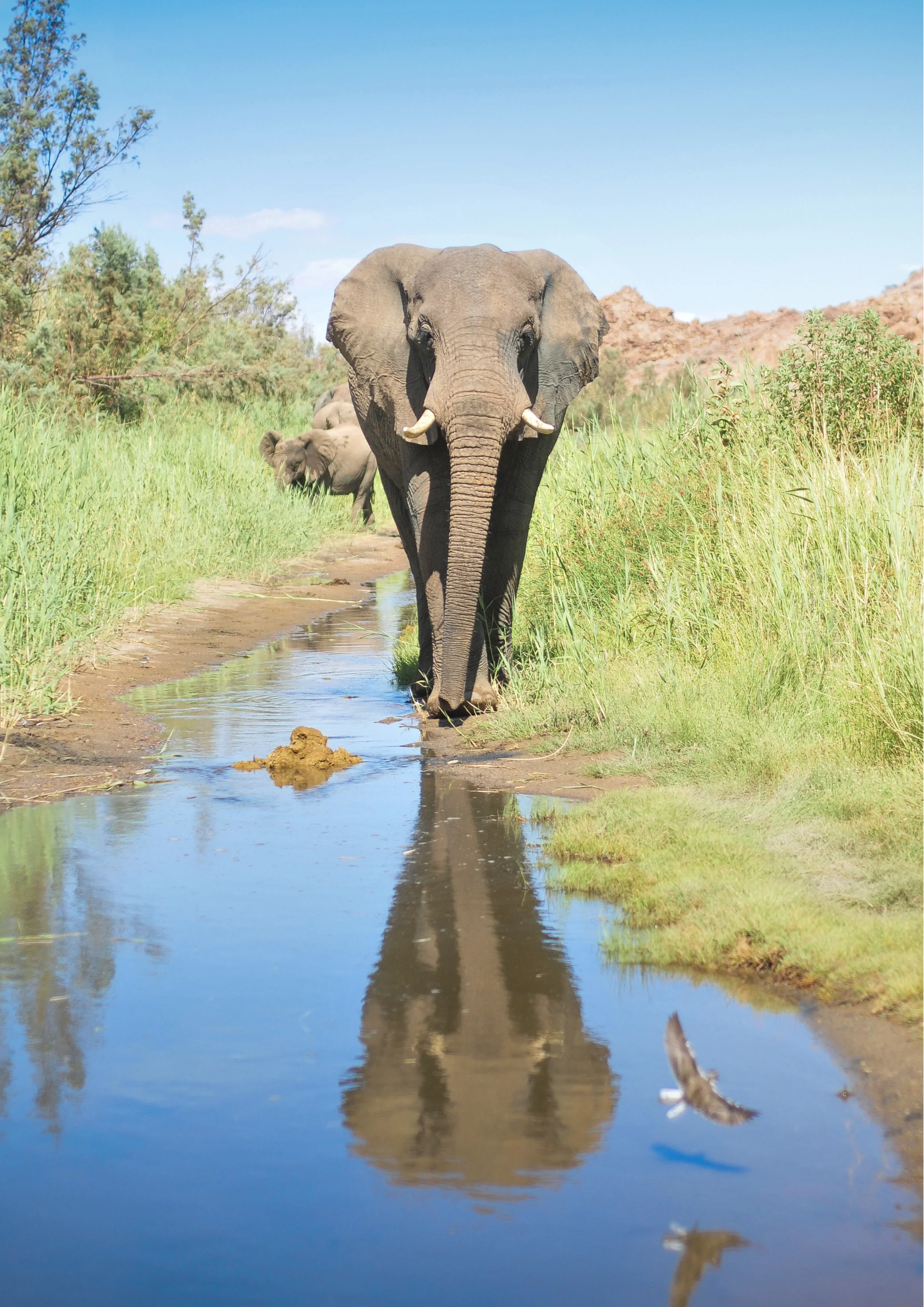 Desert+elephants+005.jpg