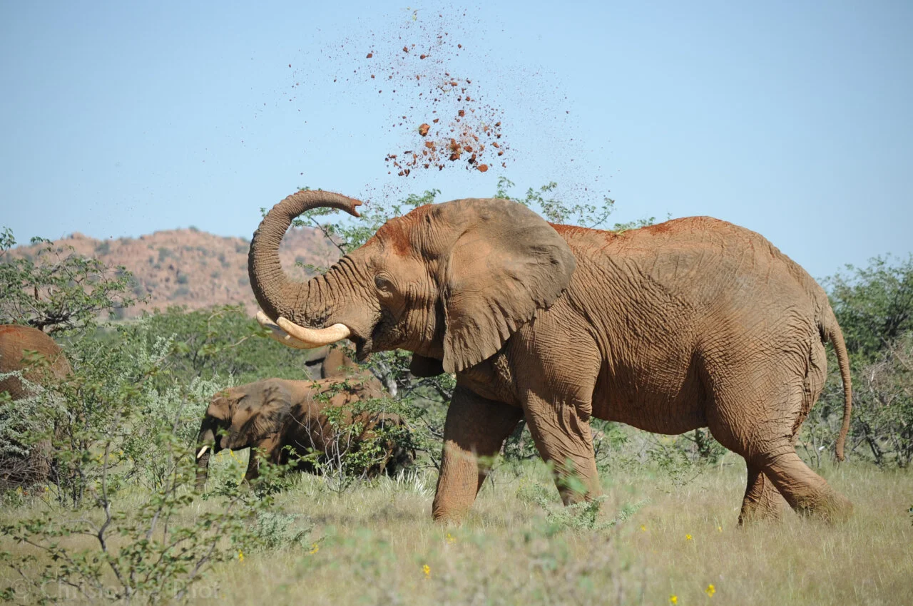 Learn about Desert Elephants