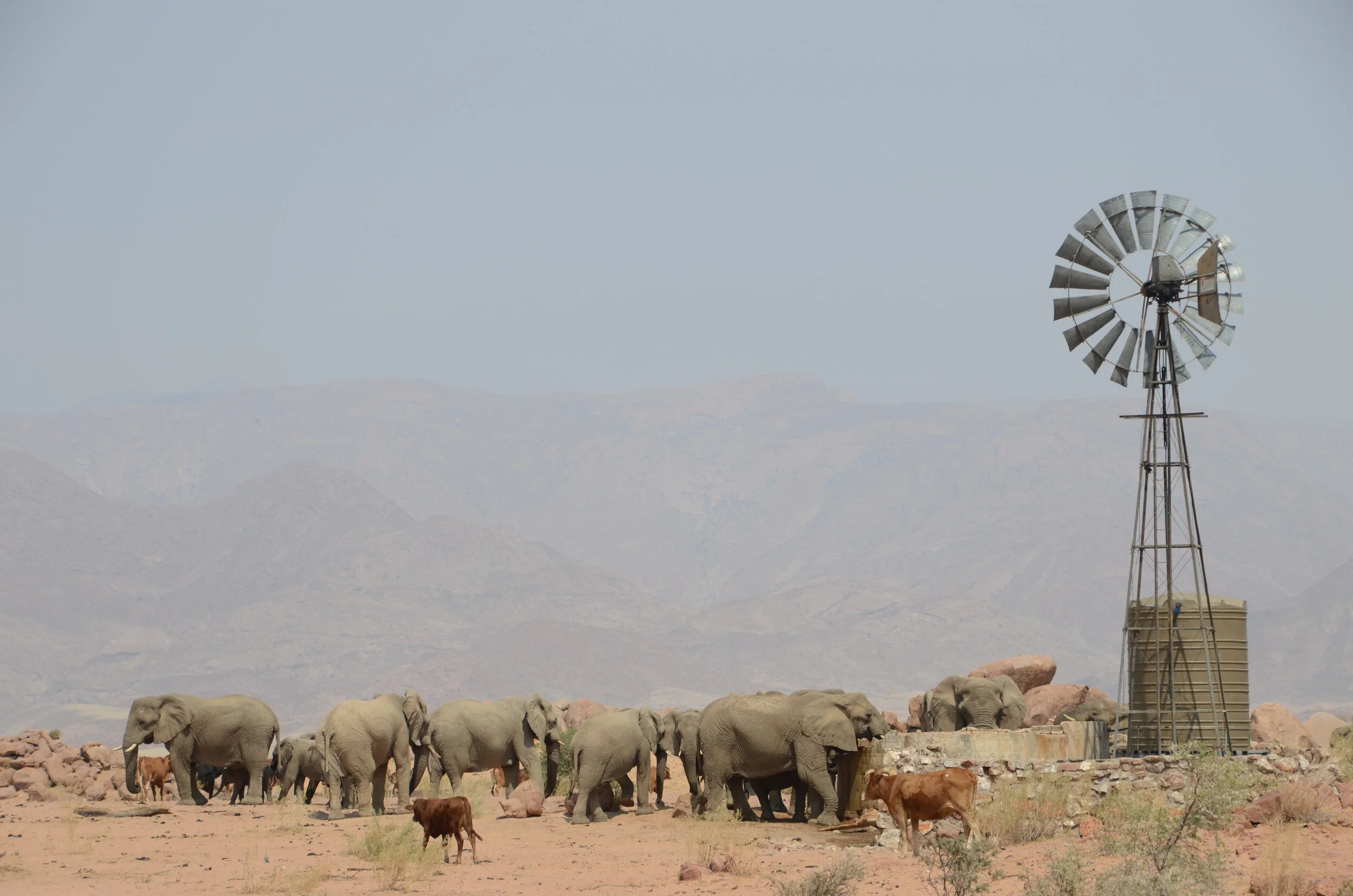 elephants_at_farm_namibia.JPG