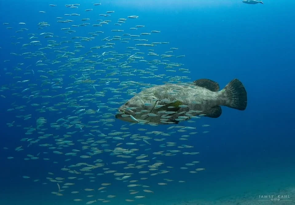 Underwater scene featuring a large fish with a school of smaller fish swimming nearby.