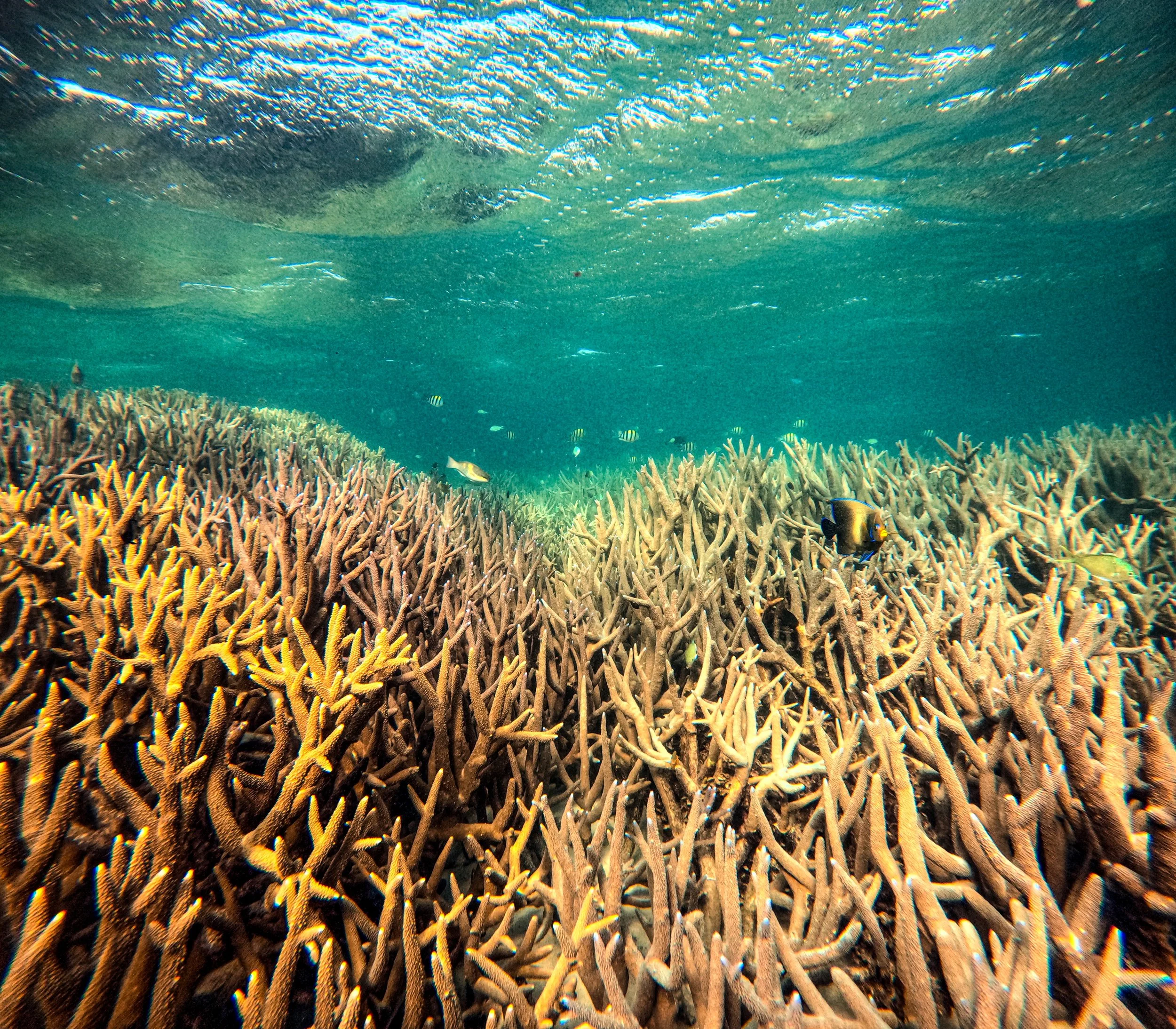 Underwater scene with coral reef and small fish swimming around.