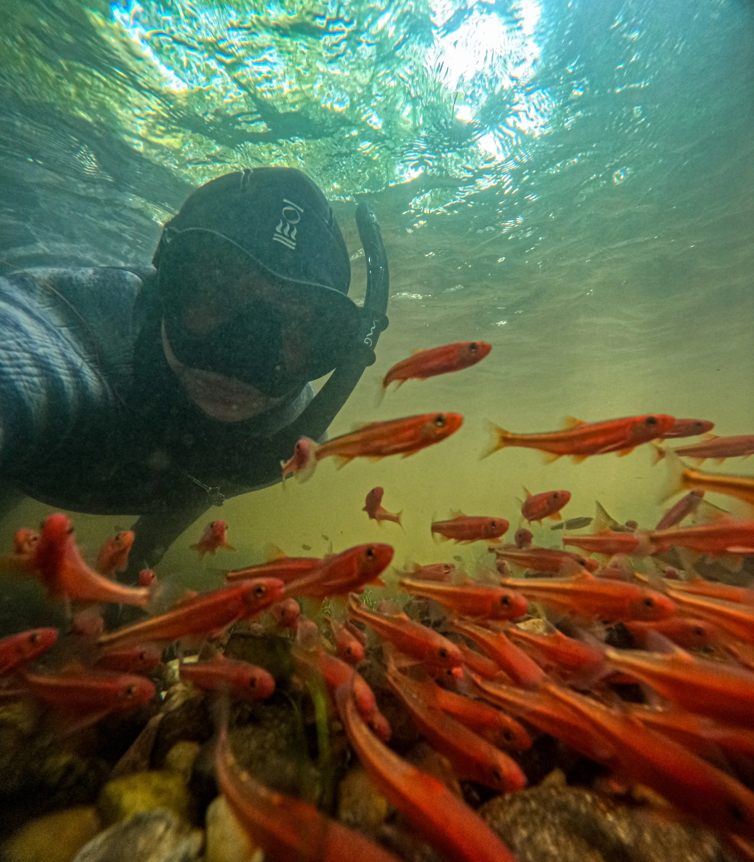A person wearing scuba diving gear underwater surrounded by a school of orange fish.