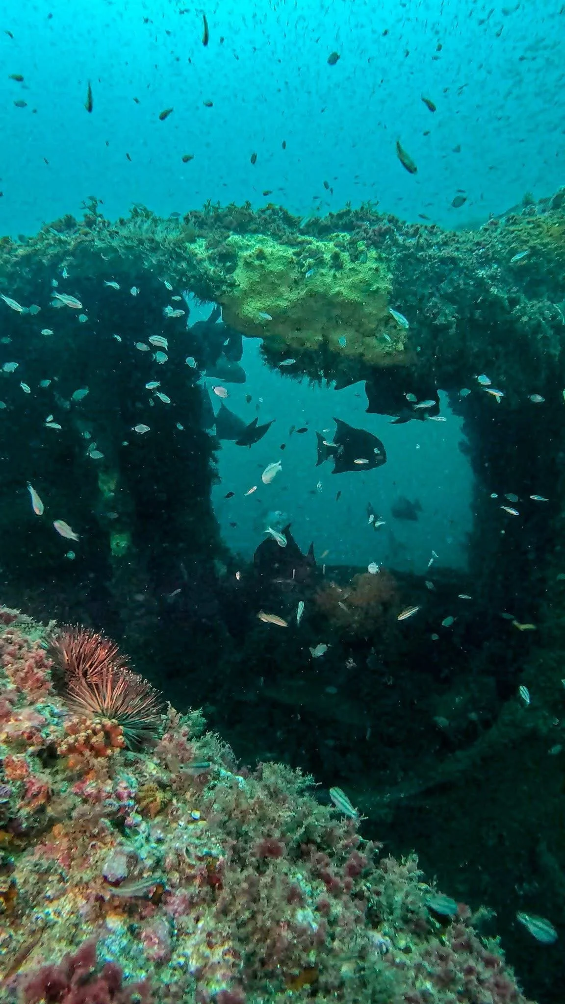 Underwater scene showing coral reef, fish, and a submerged structure or shipwreck.