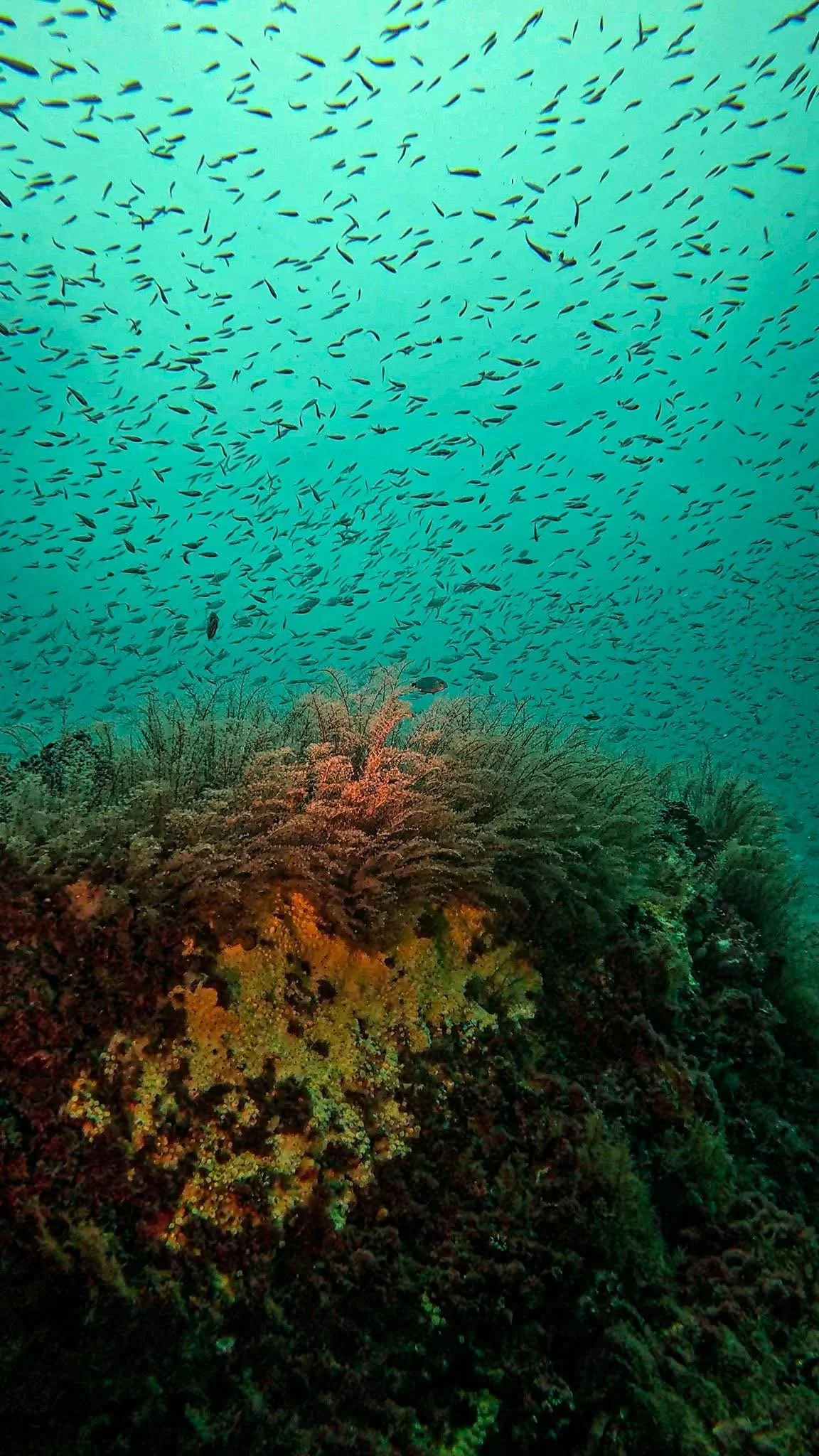 Underwater scene featuring a large coral reef with numerous small fish swimming above it.