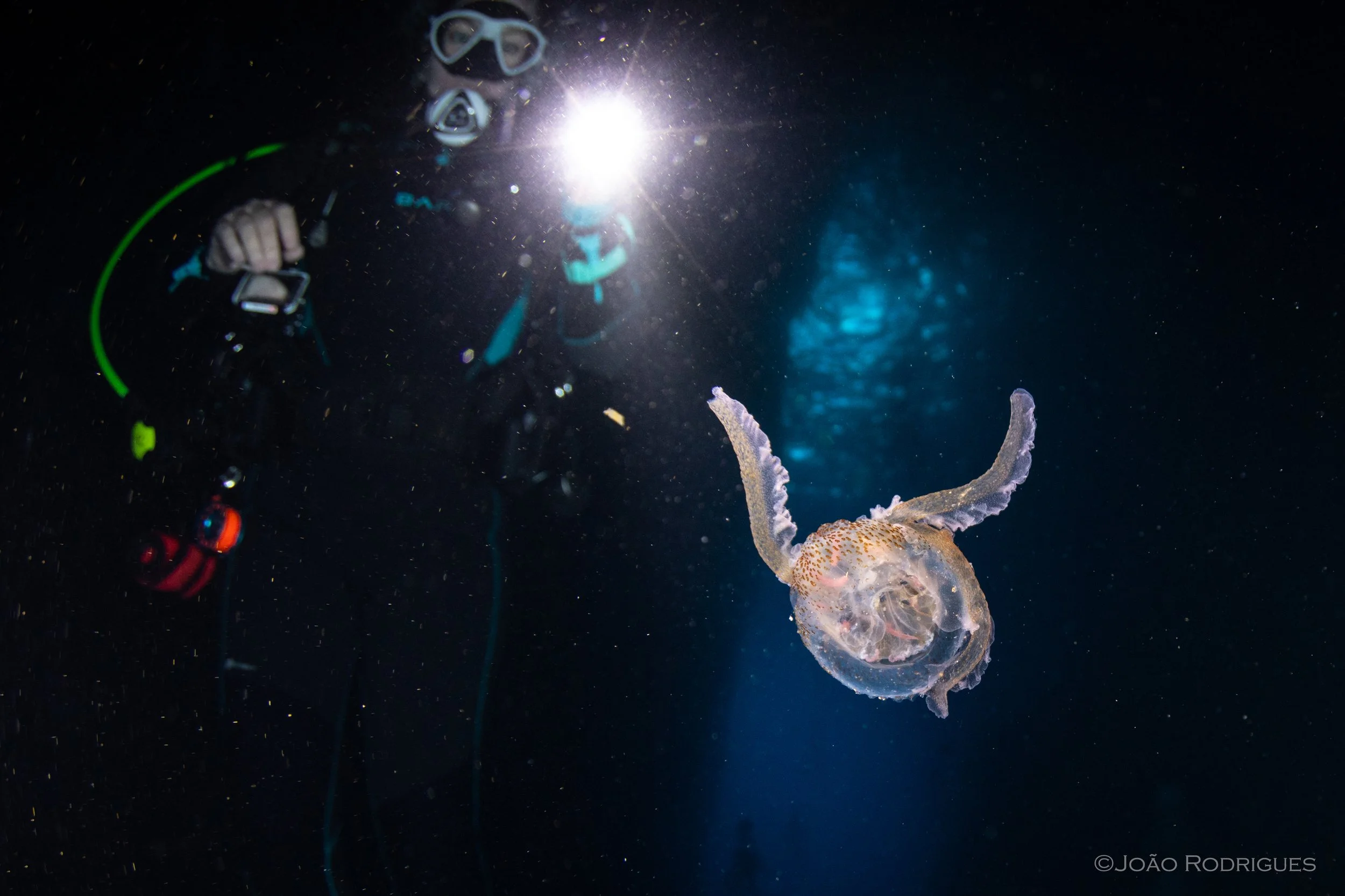 Deep-sea diver in dark water illuminated by a flashlight, observing a jellyfish with translucent body and long tentacles.