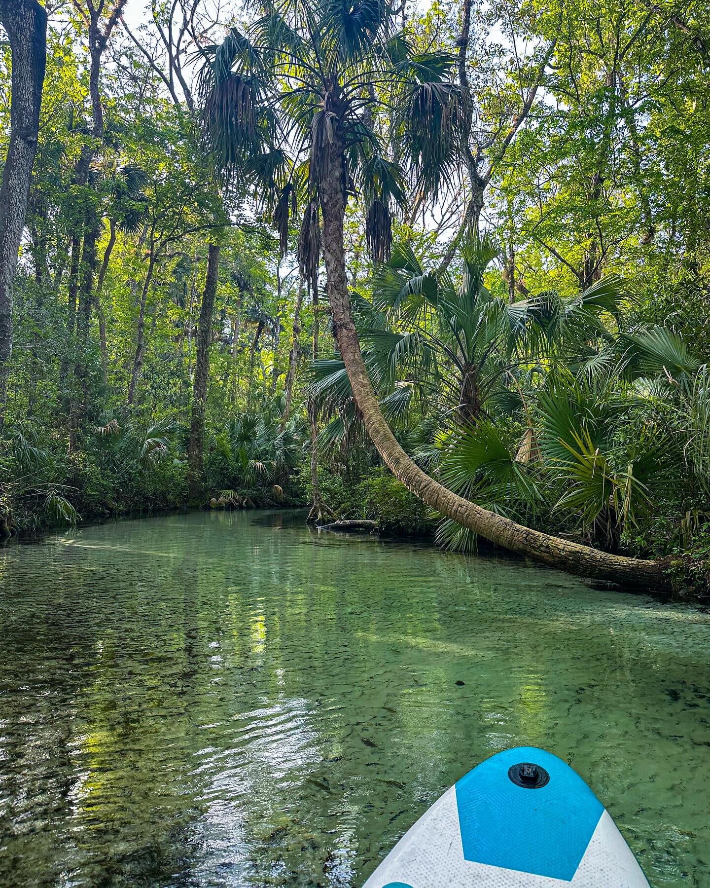 Today we get to welcome some of our dive family to the FL Springs for 5 days of enjoying beautiful nature above &amp; below water 💦 
We were greeted by warm weather, clear water, and OTTERS 😍 
.
We are SO ready to dive in!
.
#scuba #dive #travel #p