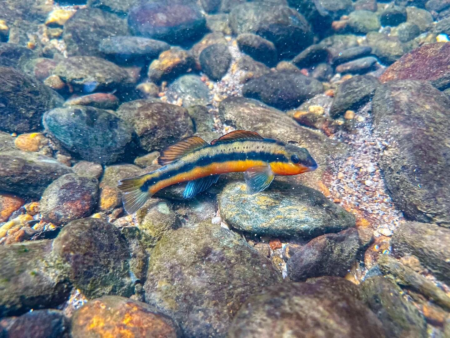 A colorful fish with orange, yellow, black, and blue stripes swimming over a rocky riverbed.