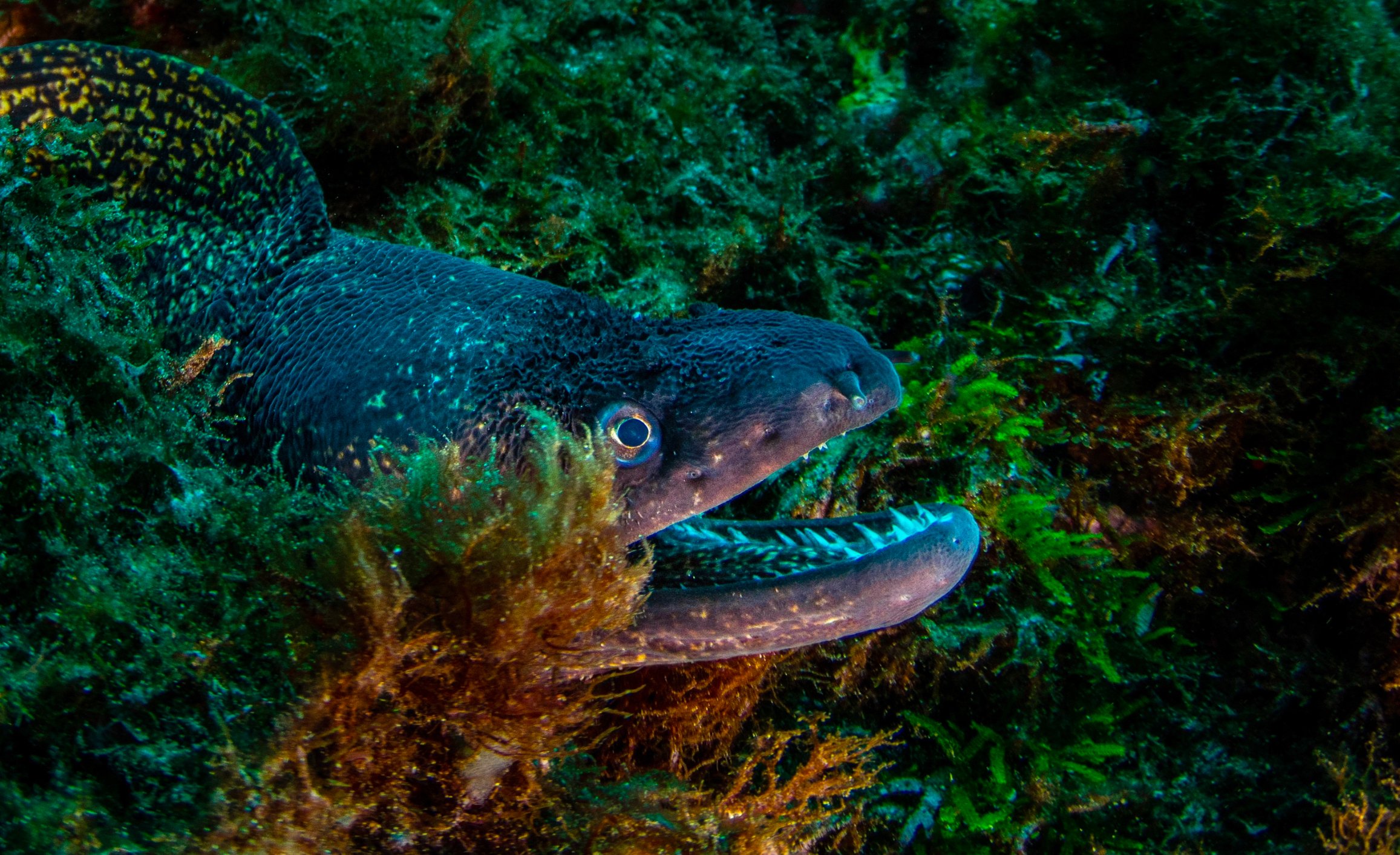 Close-up of a moray eel emerging from rocks and seaweed underwater with its mouth open.