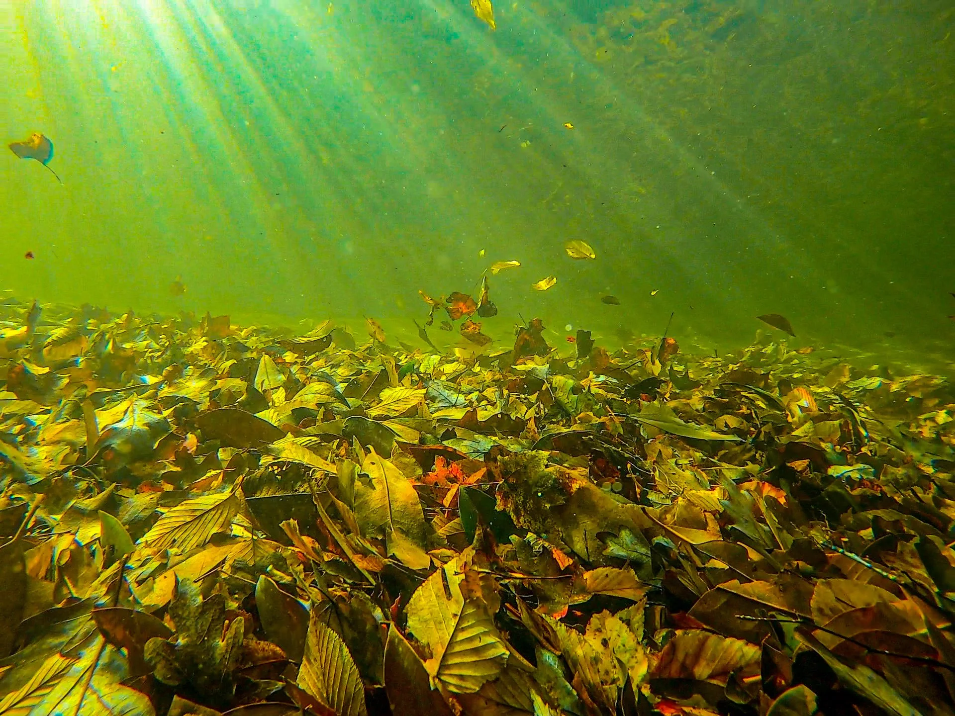 Underwater view of a lake or river with floating leaves on the surface and sunlight filtering through the water.