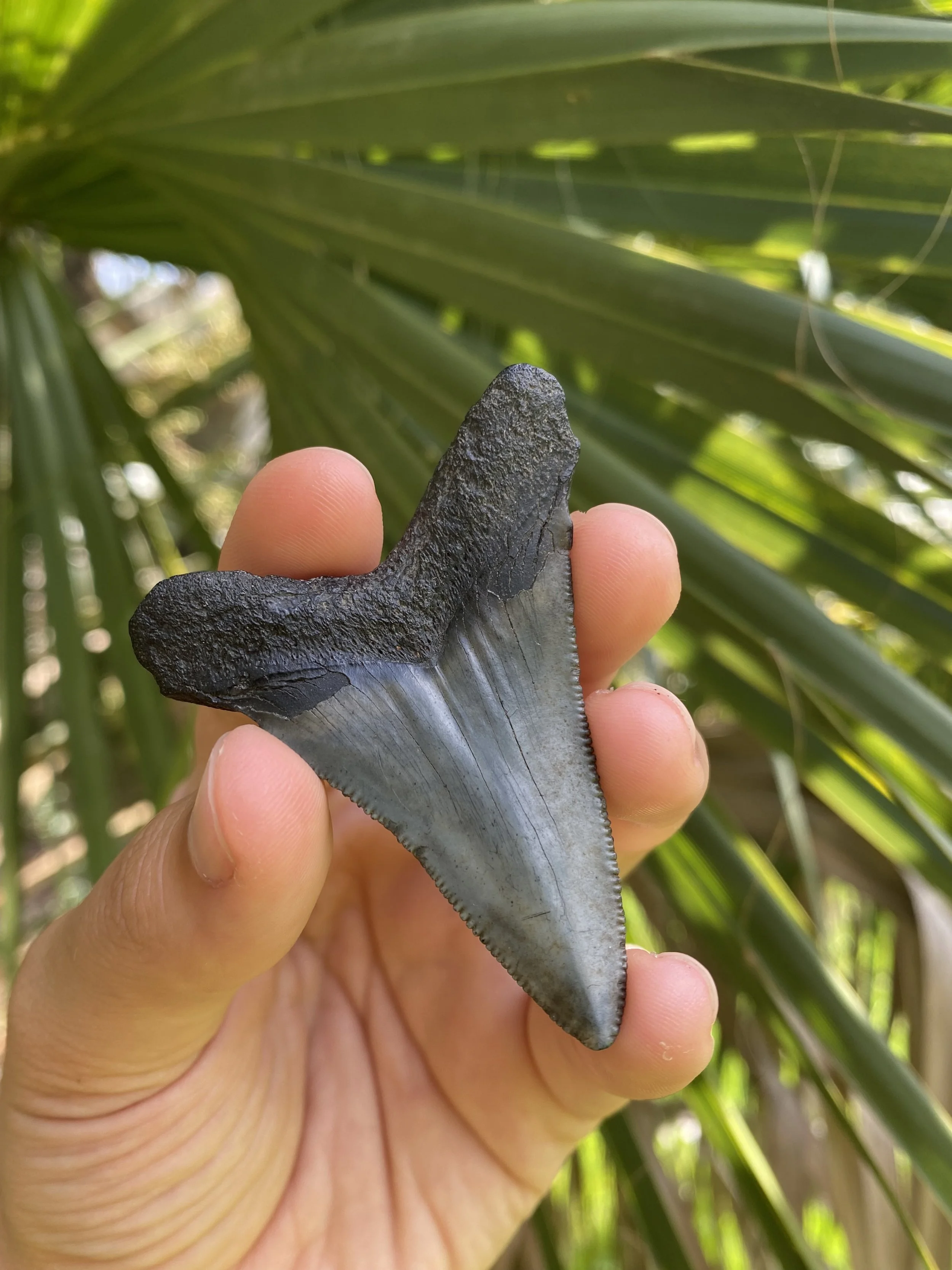 A person holding a large megalodon tooth fossil outdoors with green tropical plants in the background.