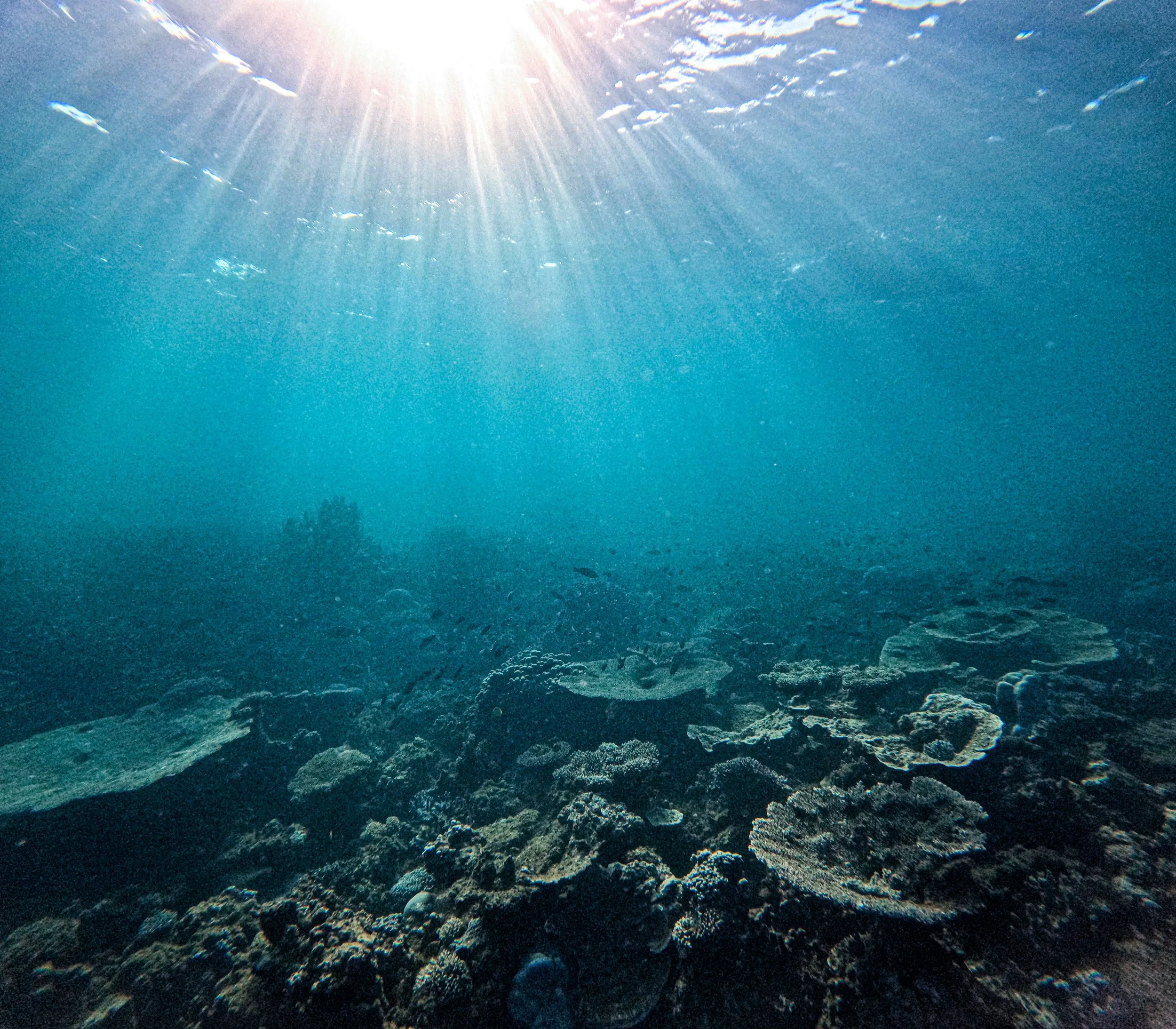 Underwater view of a coral reef with sunlight streaming through the water's surface.