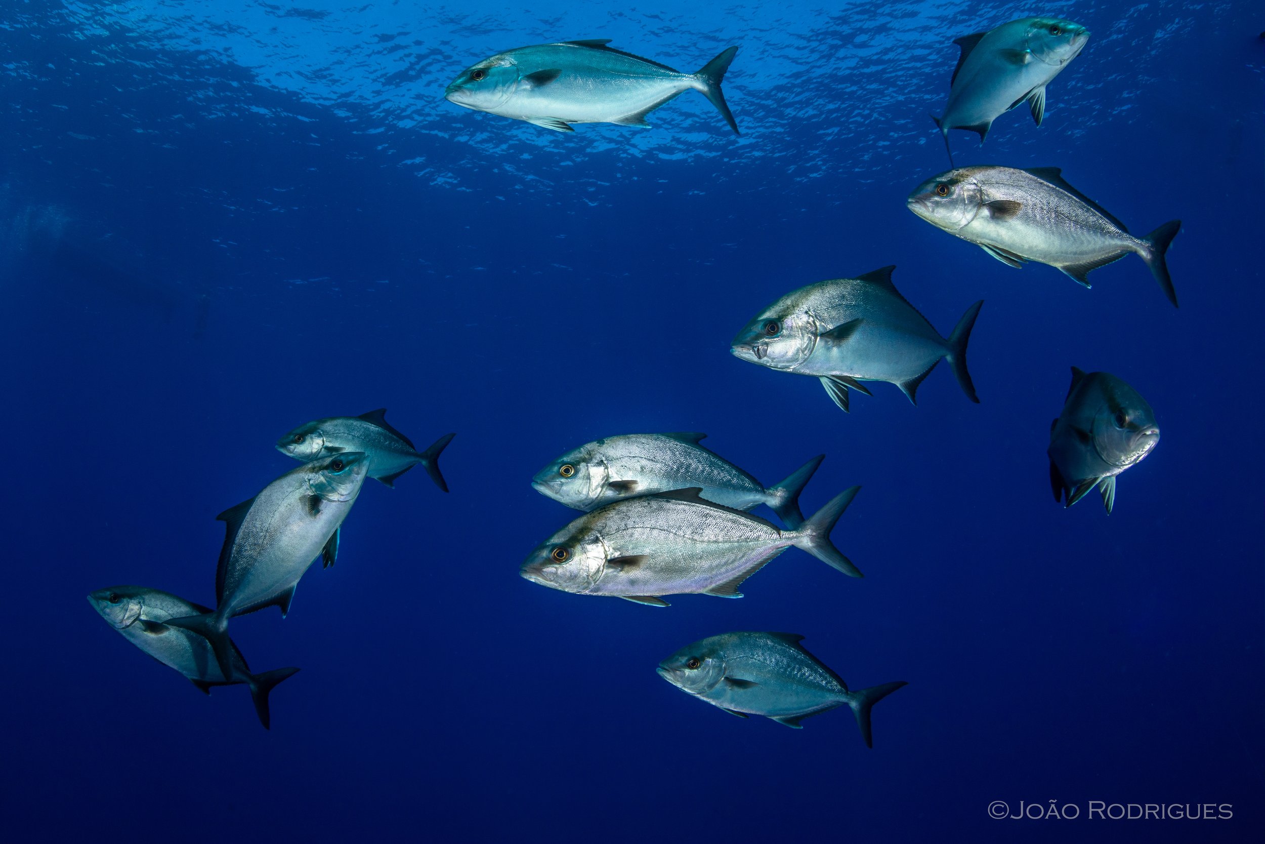 School of fish swimming in the deep blue ocean.