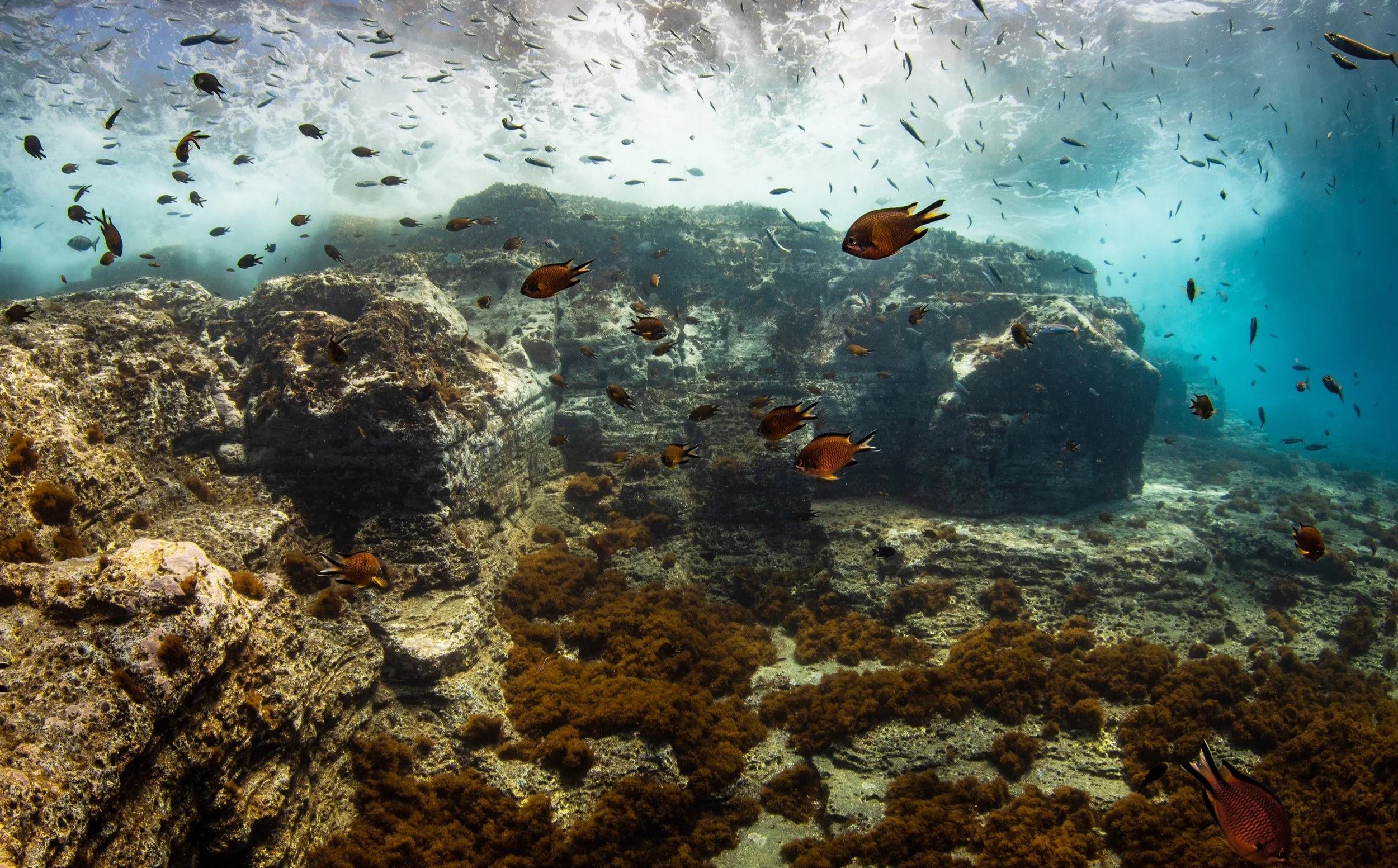 Underwater scene with various fish swimming near rocks and coral