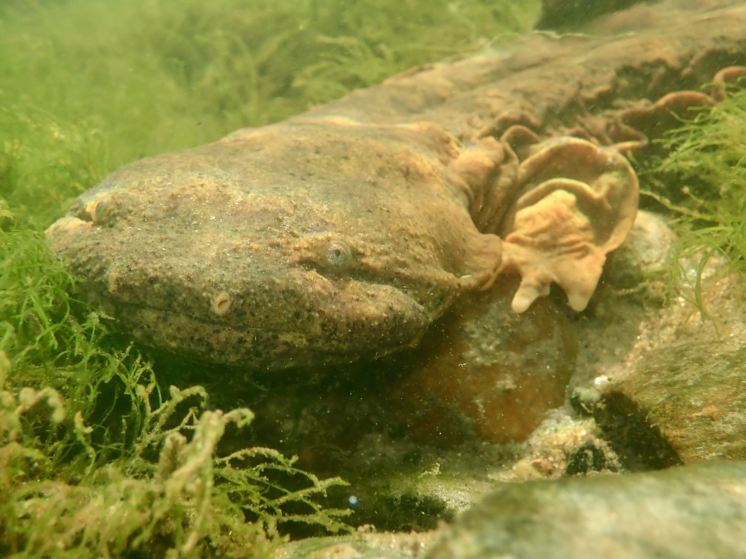 An underwater scene showing a large, brown, camouflaged frogfish blending in with rocks and green aquatic plants, with a smaller, similarly camouflaged fish beside it.
