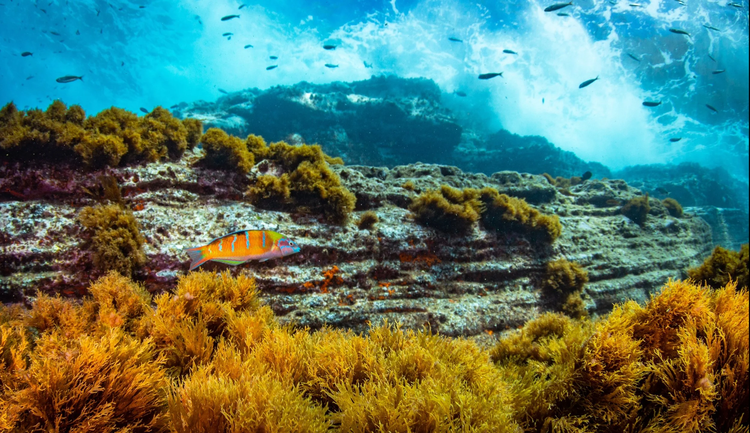 Underwater scene with colorful fish swimming among coral and rocks.
