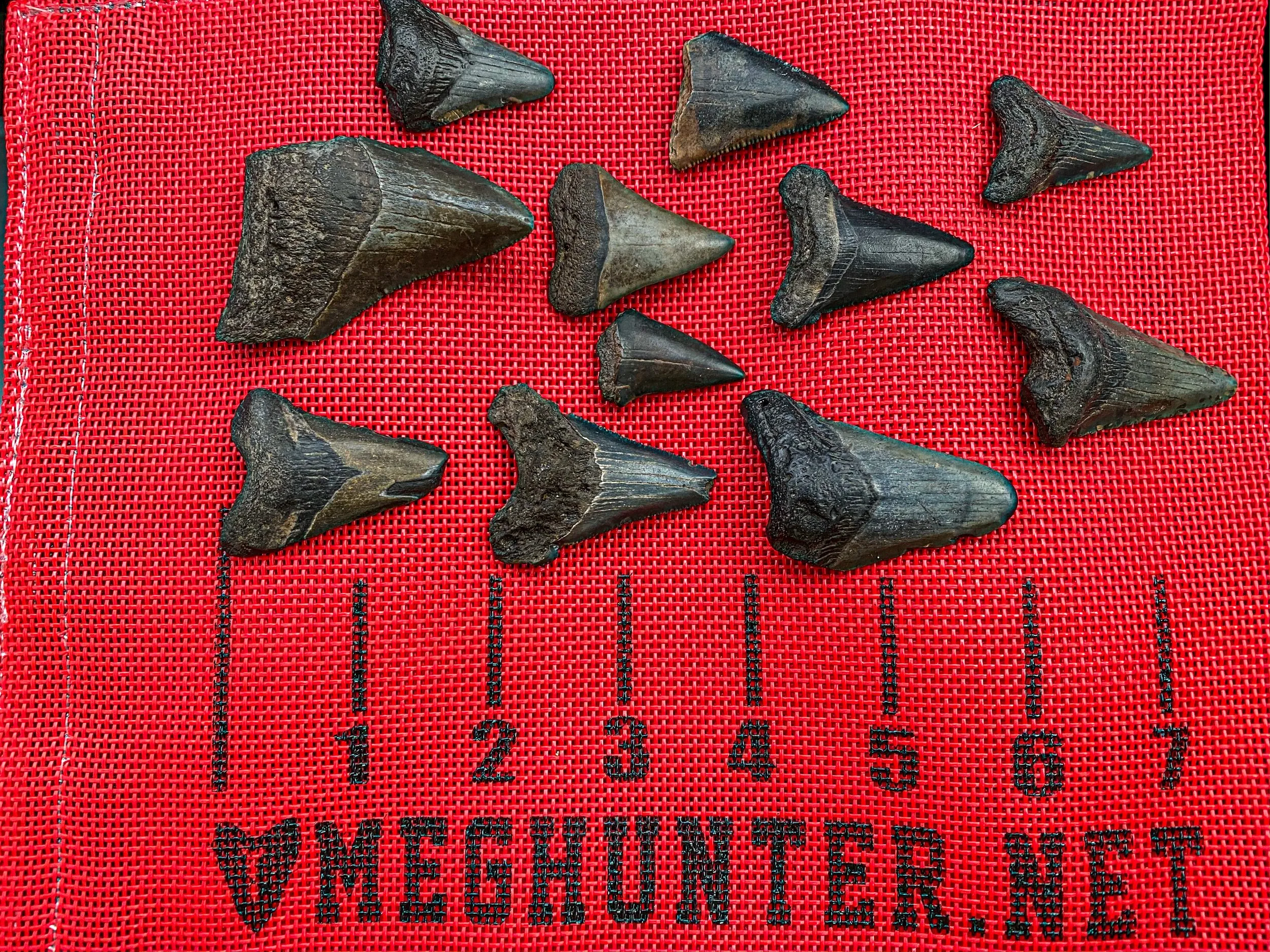 Collection of 11 Megalodon shark teeth laid out on a red mesh mat with numbered markers and the words 'MEGALODON TEETH' written at the bottom.