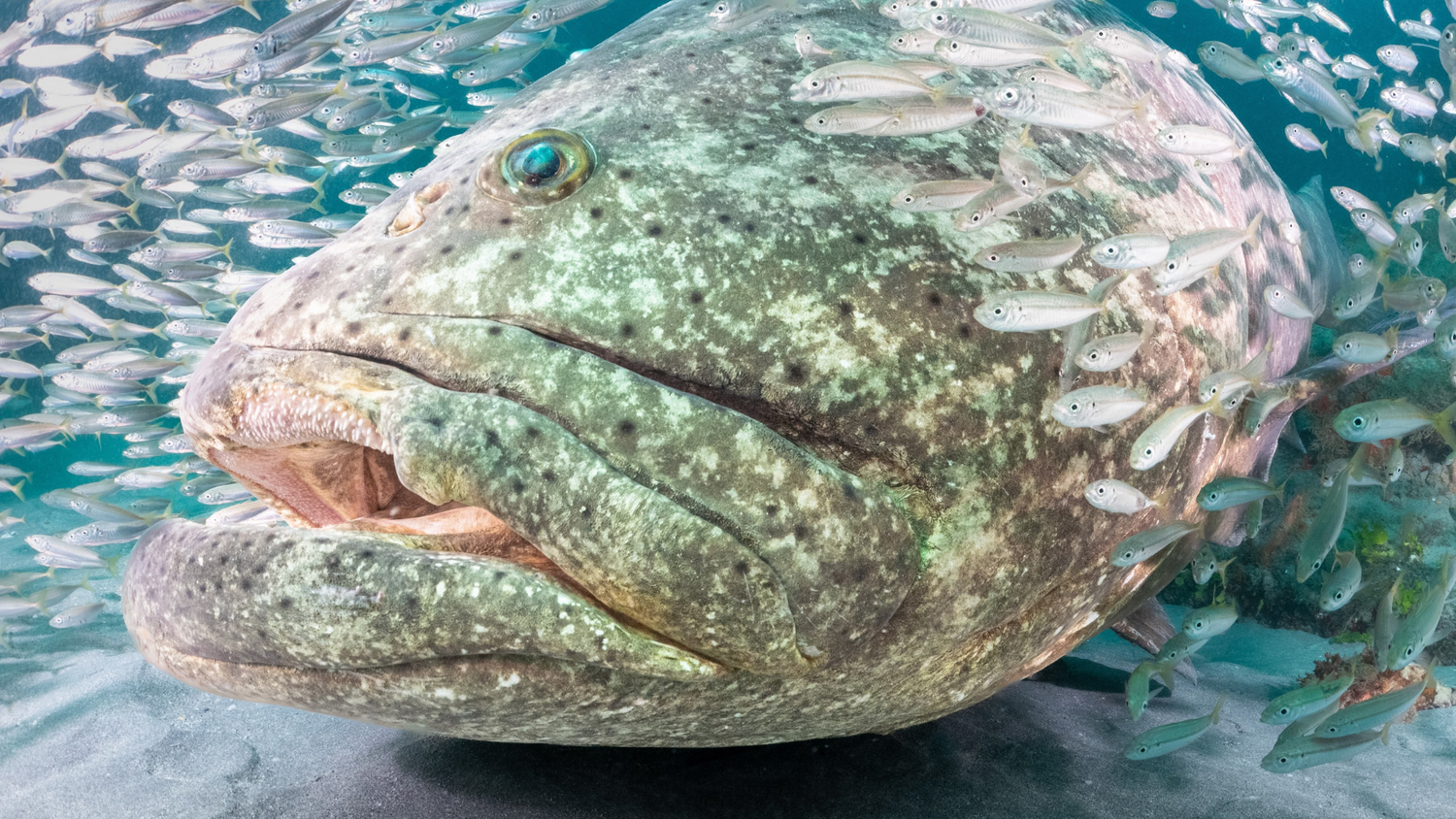 A large fish surrounded by many small fish underwater.