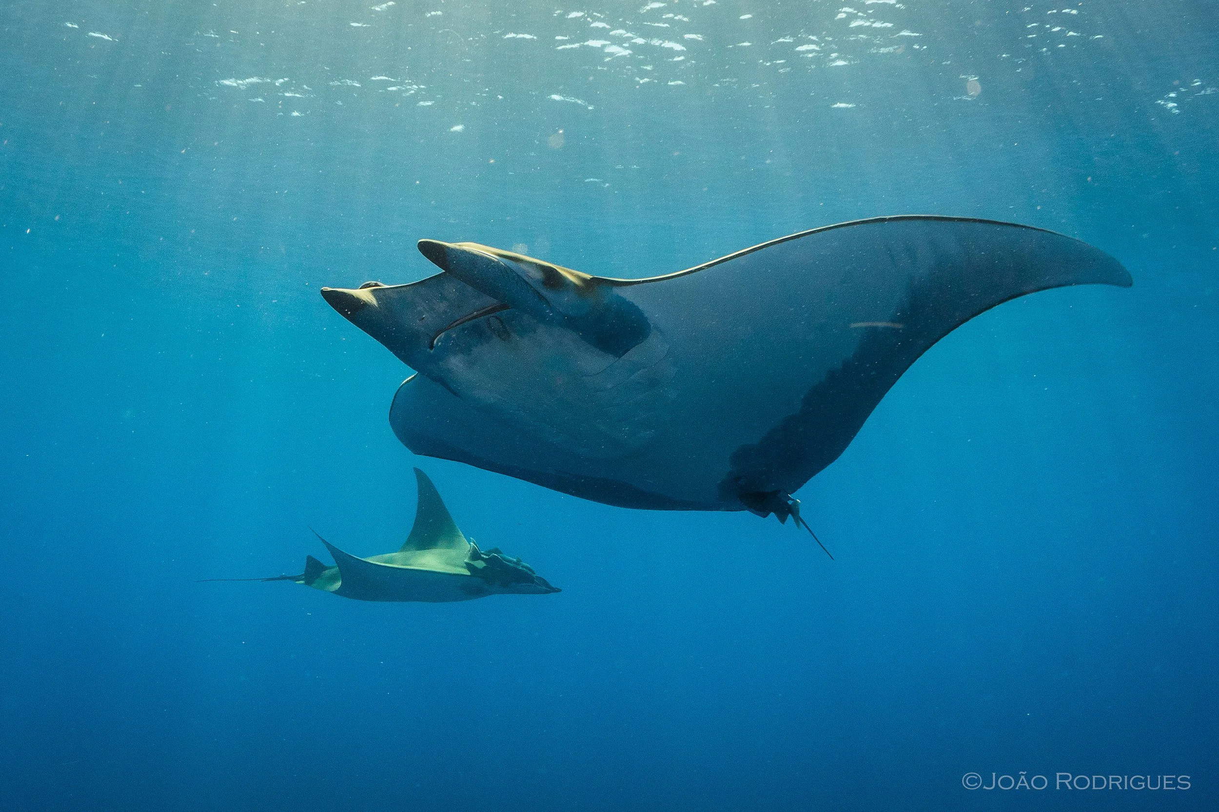 Two manta rays swimming underwater in the ocean.