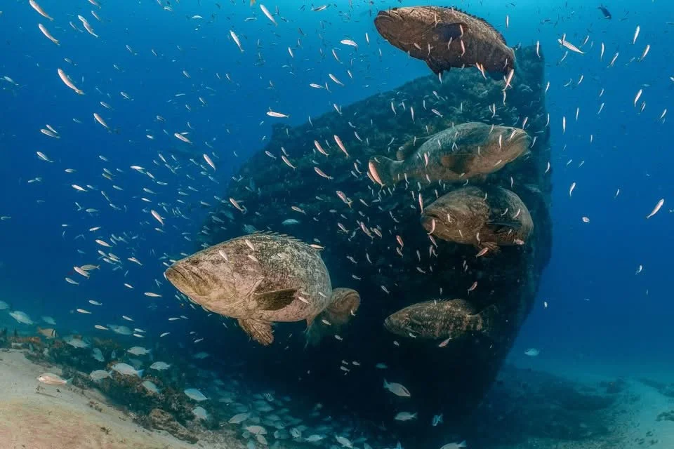 Underwater scene with large fish swimming near a submerged shipwreck and smaller fish surrounding them.