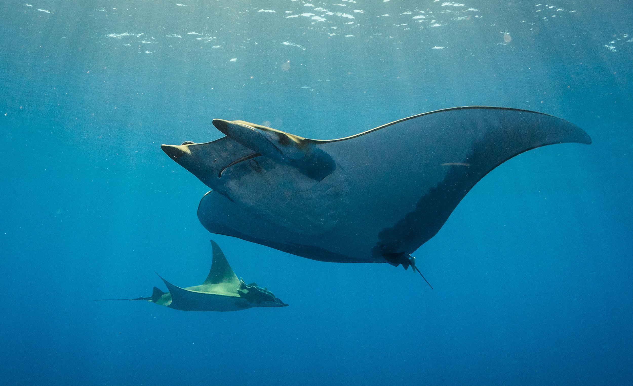 Two manta rays swimming underwater in the ocean. The larger manta ray is in the foreground, and the smaller one is in the background, both gliding through the blue water.