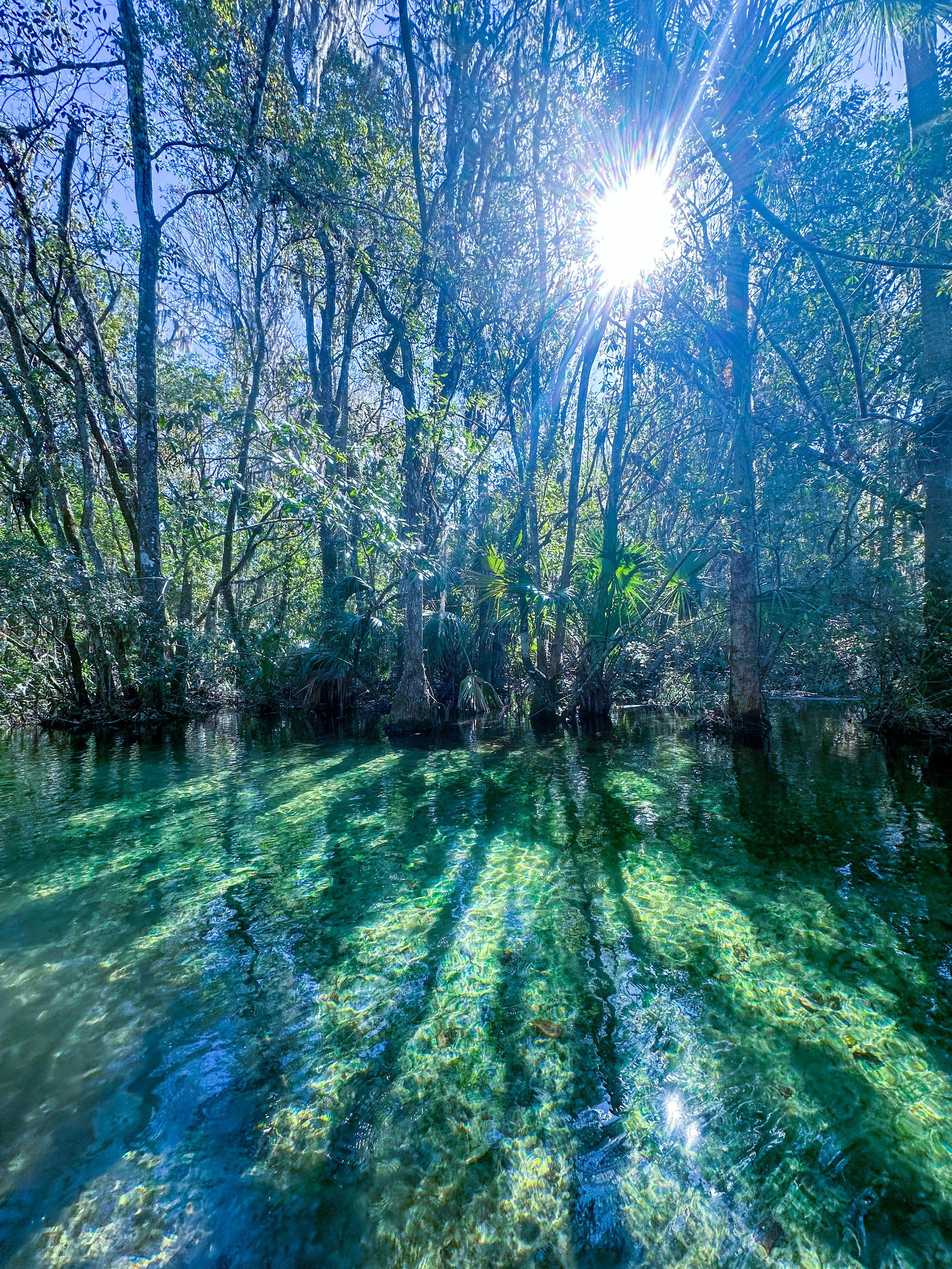 Bright sunlight shines through a dense forest with trees and swampy water reflecting the greenery and sunlight.