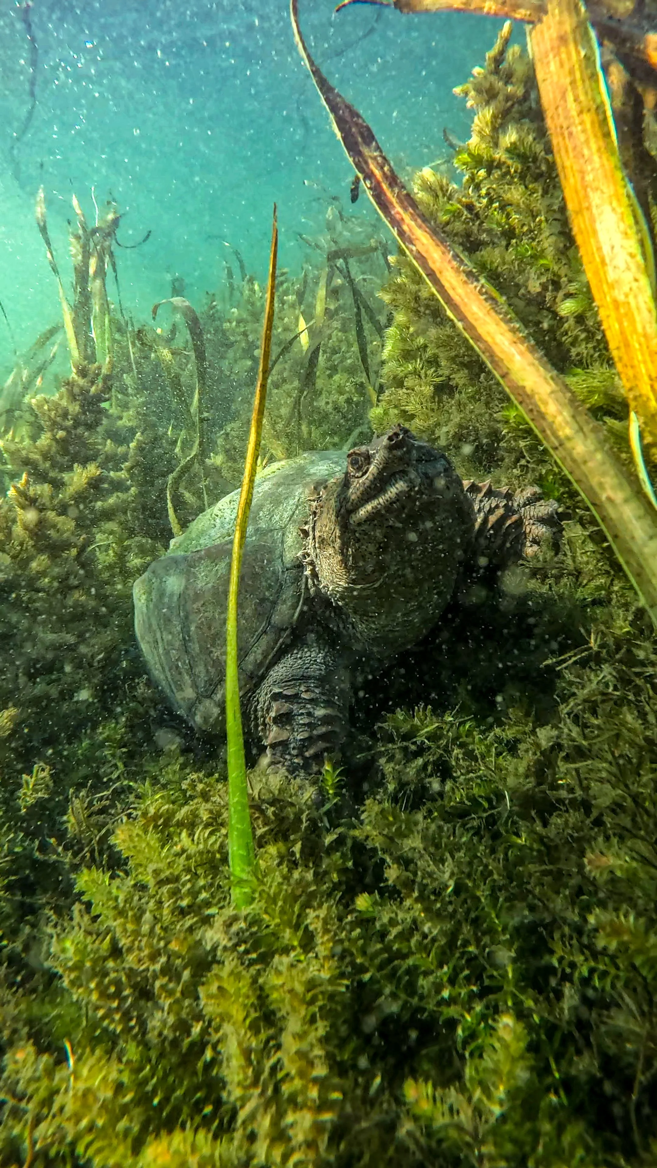 A turtle underwater surrounded by aquatic plants.