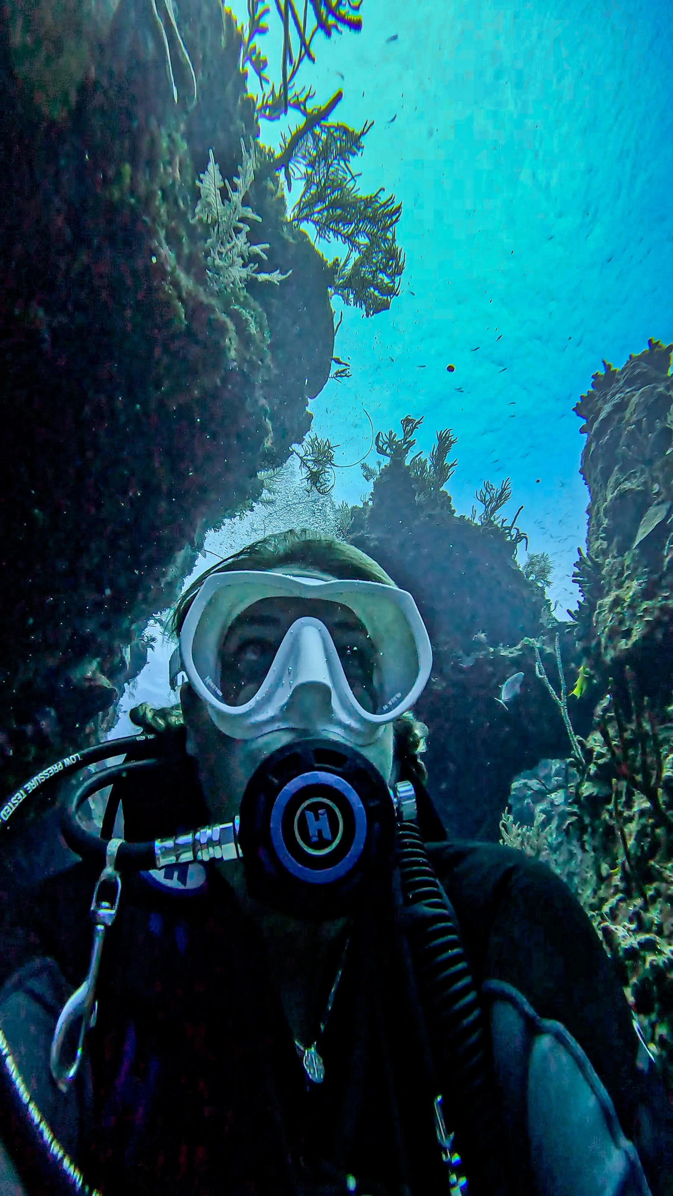 A scuba diver wearing a mask and breathing apparatus explores a coral reef with various underwater plants and rocks.