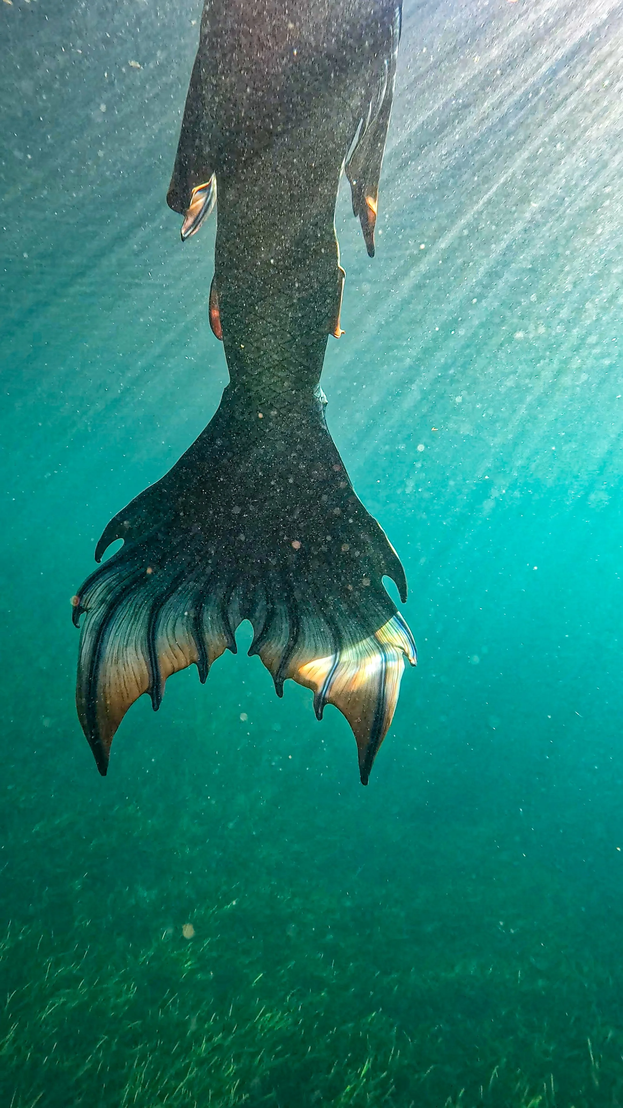 Underwater photo of a fish with a large tail fin.
