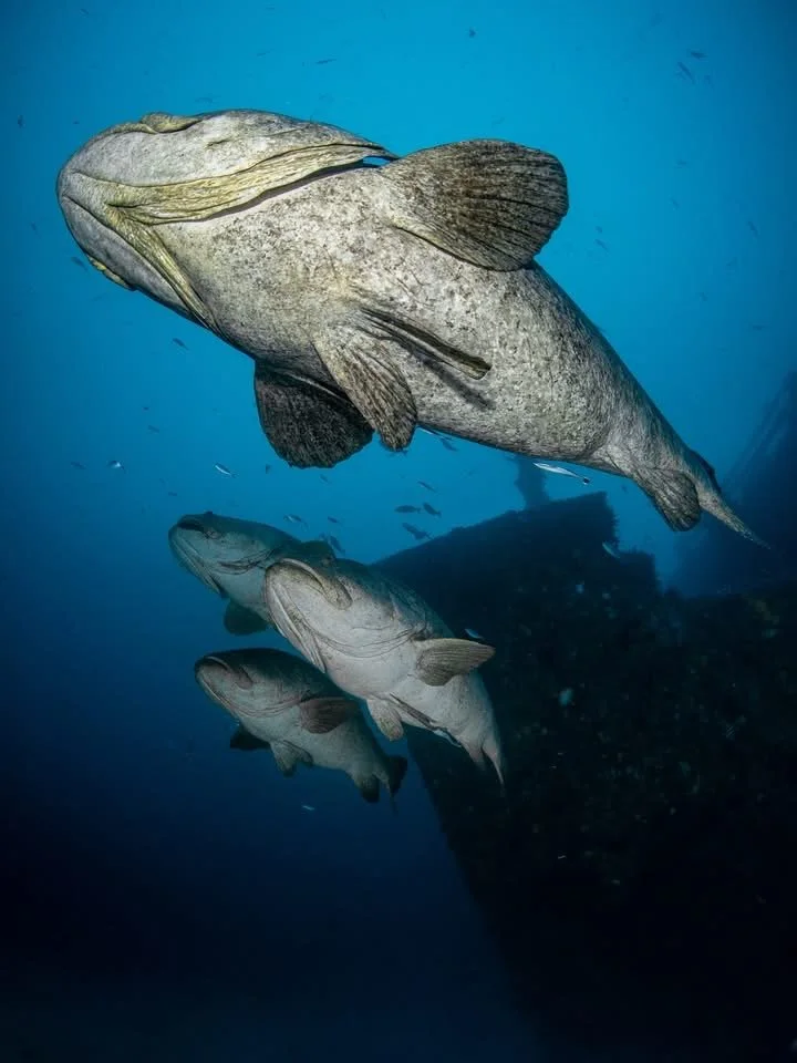 Three fish swimming underwater near a rock formation.