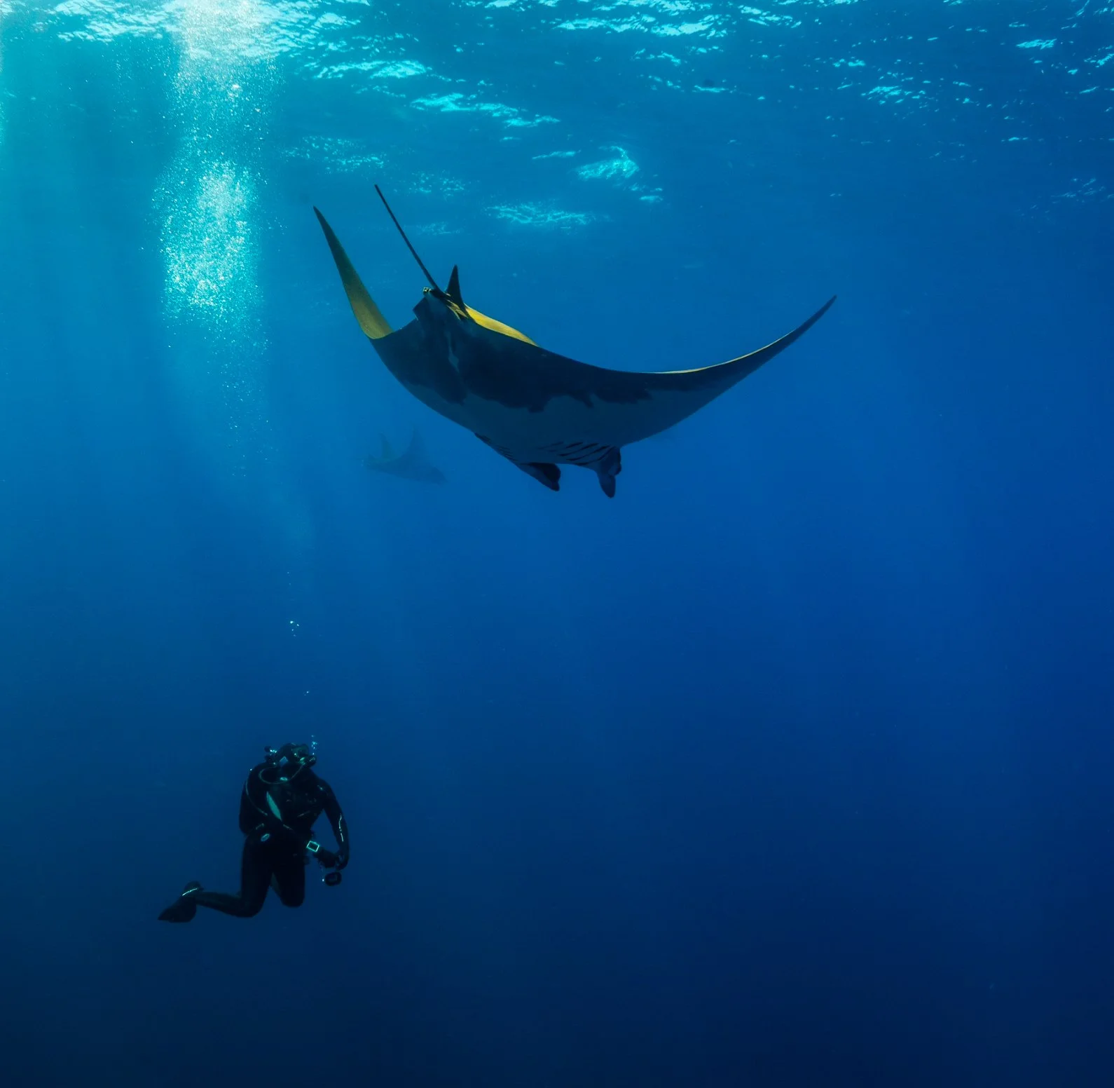 A diver underwater near a large, spear-shaped manta ray swimming above.