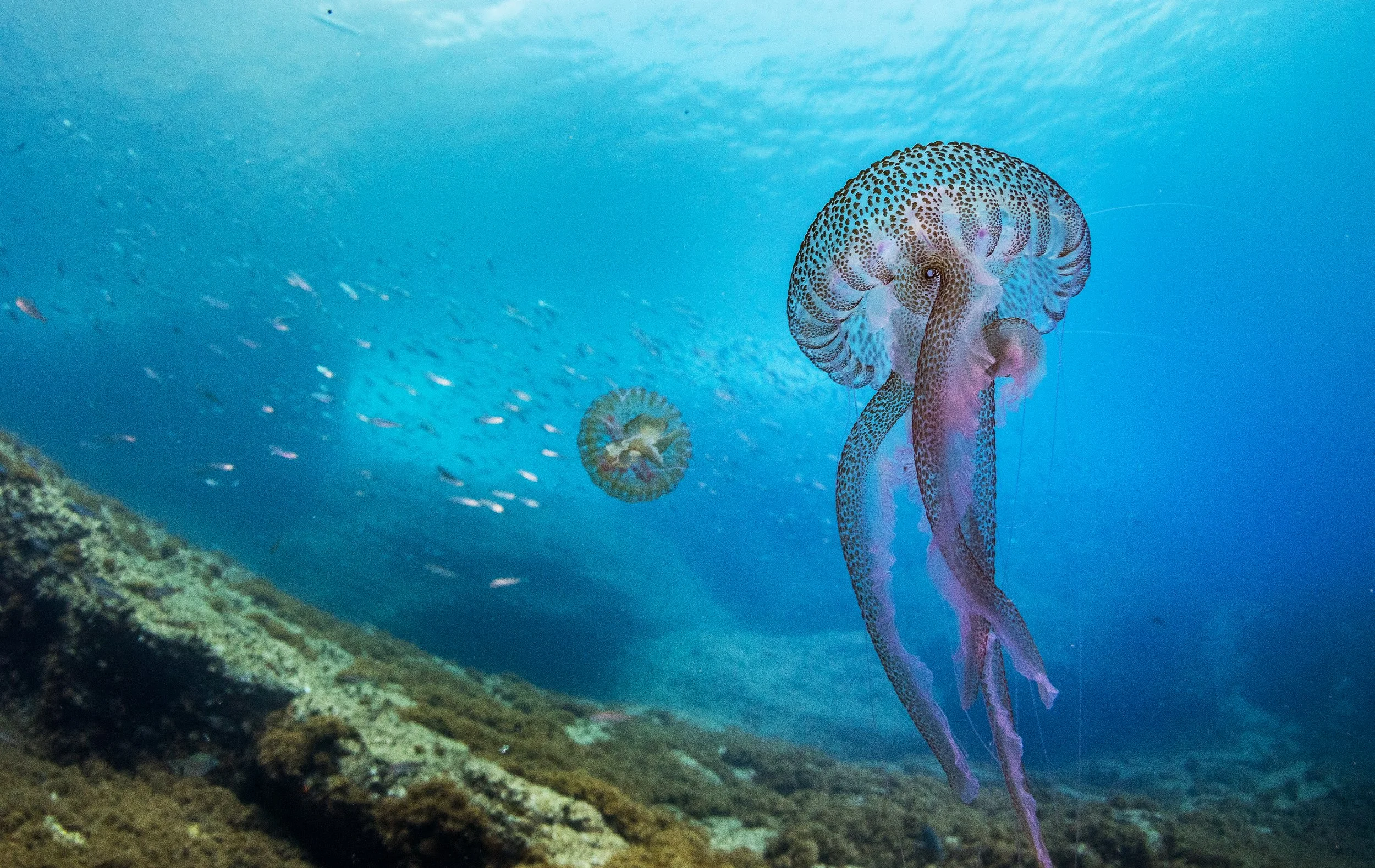 Underwater scene with jellyfish swimming near the ocean floor, with small fish and blue water in the background.