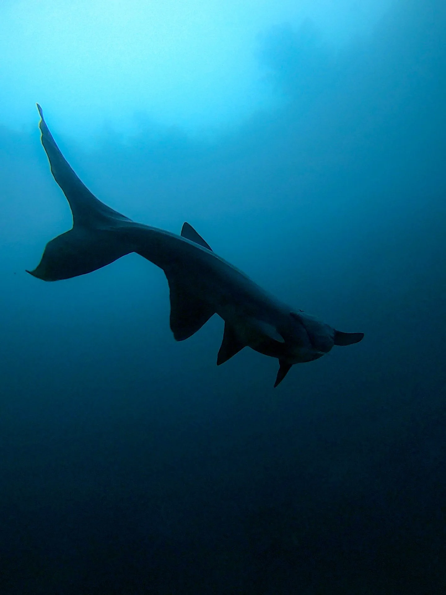 A whale swimming underwater with a deep blue background.