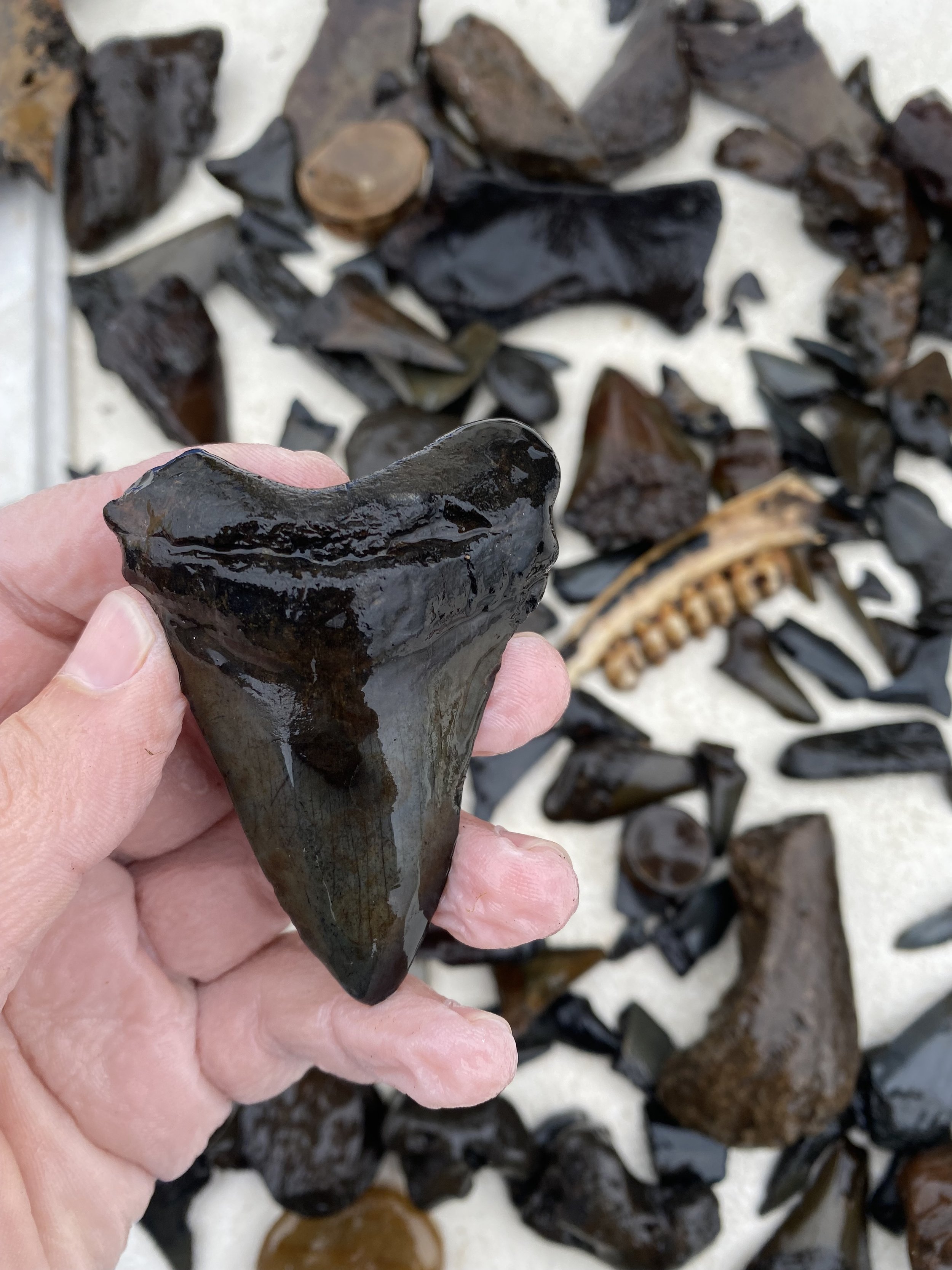 Person holding a glossy, dark-colored fossilized shark tooth with a sharp, triangular shape, surrounded by other fossilized teeth and bones on a white surface.