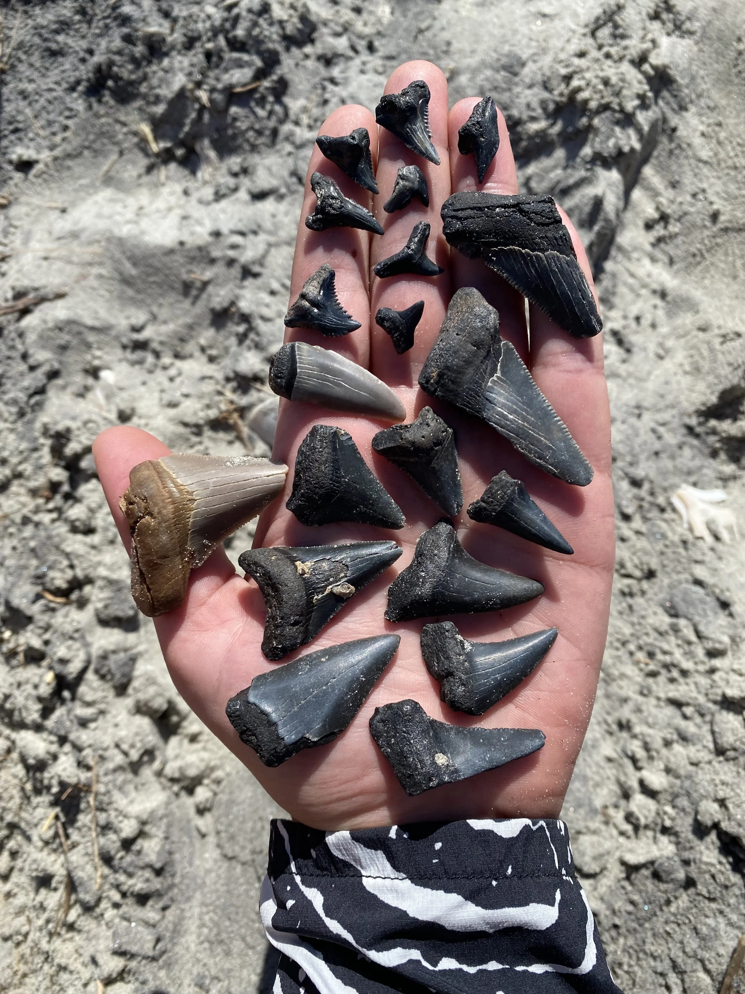 Sharks teeth fossil hunting 
Meg tooth 