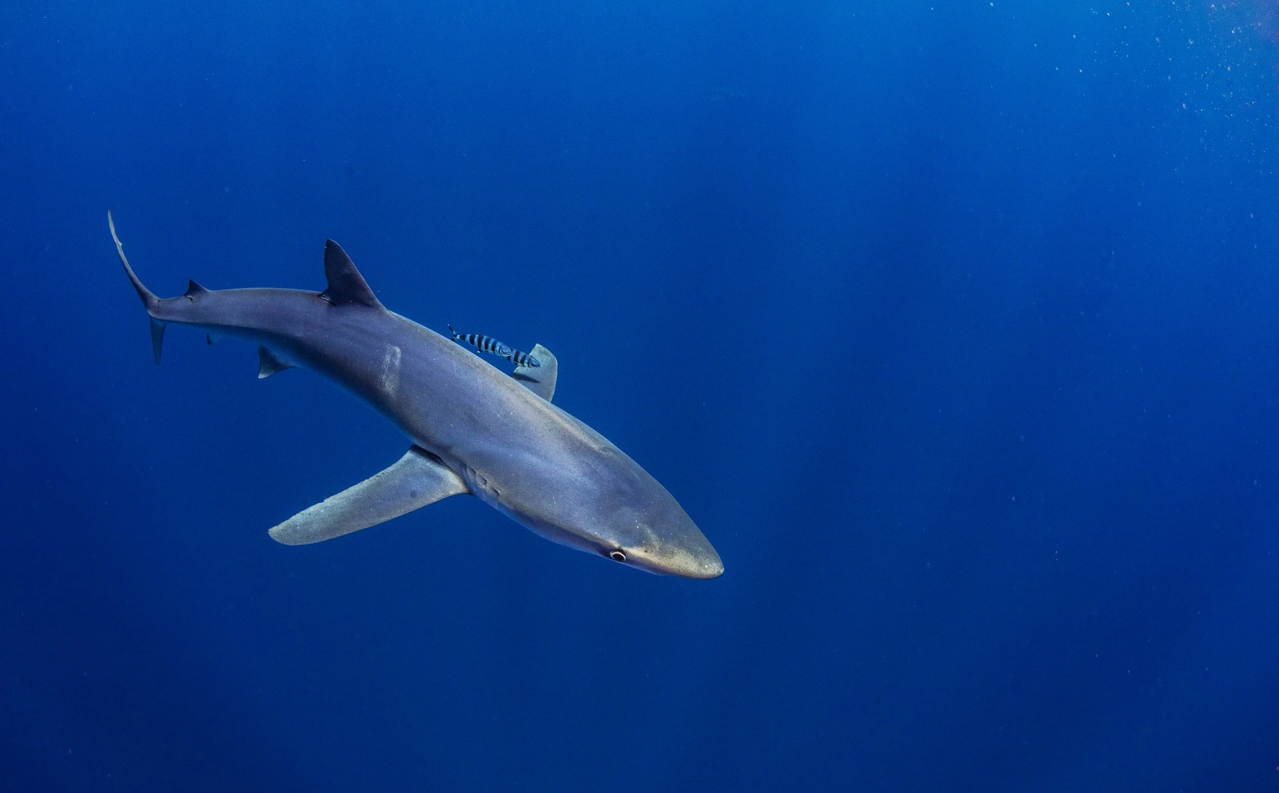 A shark swimming in deep blue ocean water with a small striped fish trailing behind.