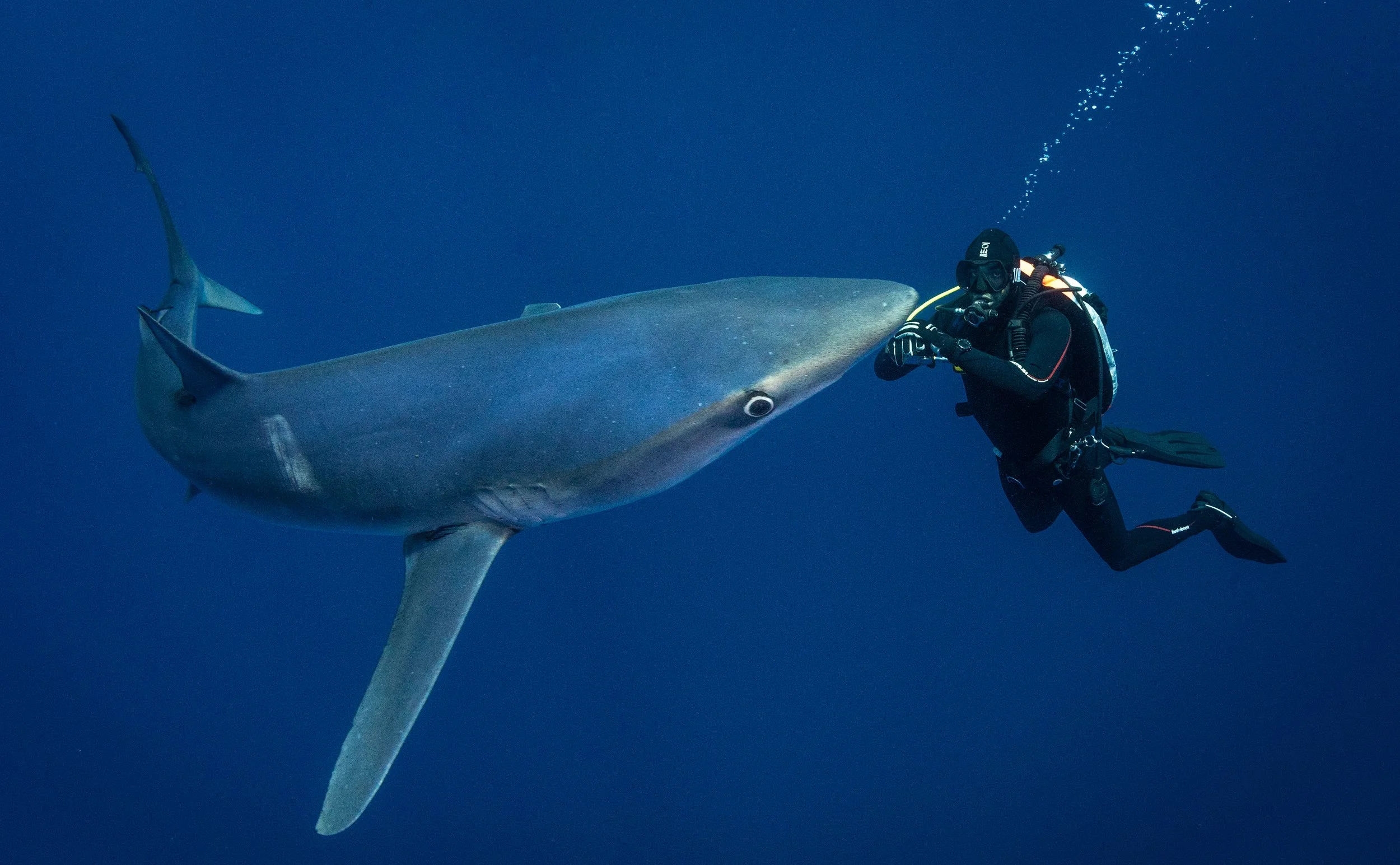 A scuba diver underwater close to a large shark with a blue ocean background.