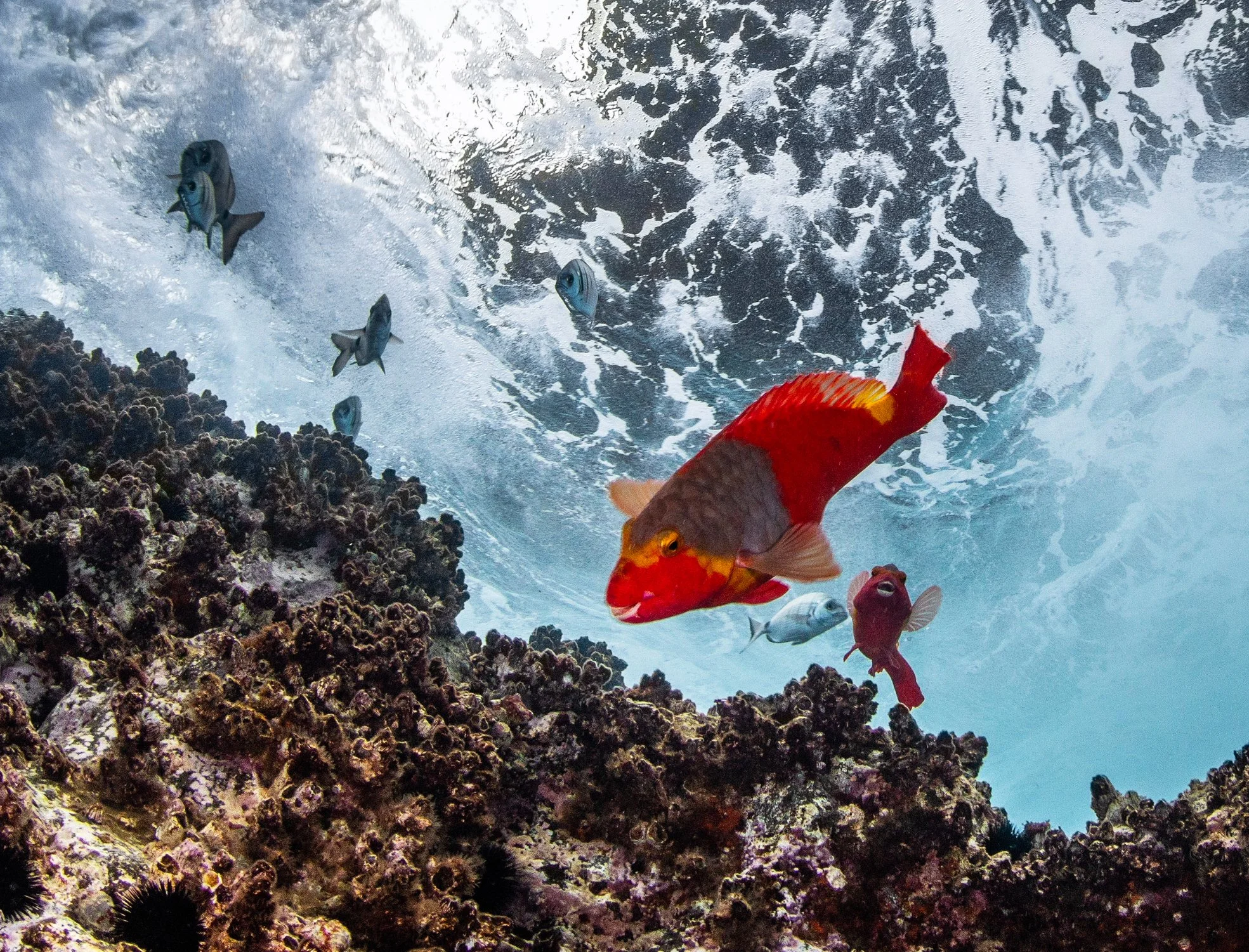Underwater scene featuring colorful fish swimming near a coral reef with waves crashing above.