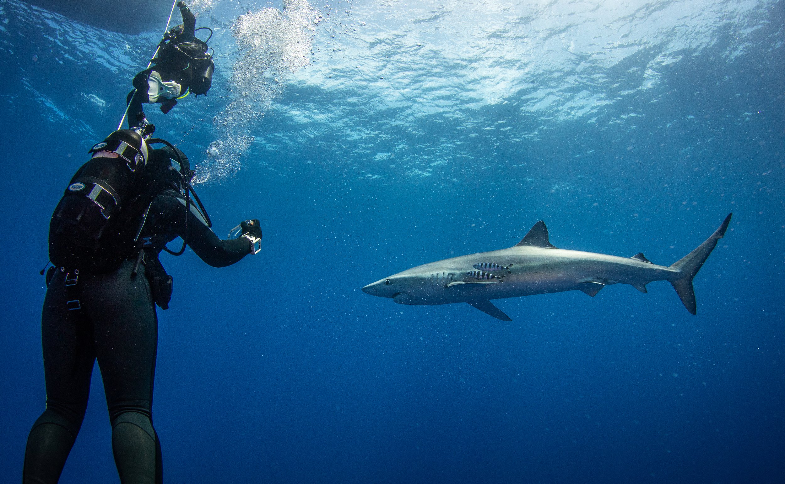 A scuba diver in black gear swimming underwater near a grey shark with a mounted fish on its side.