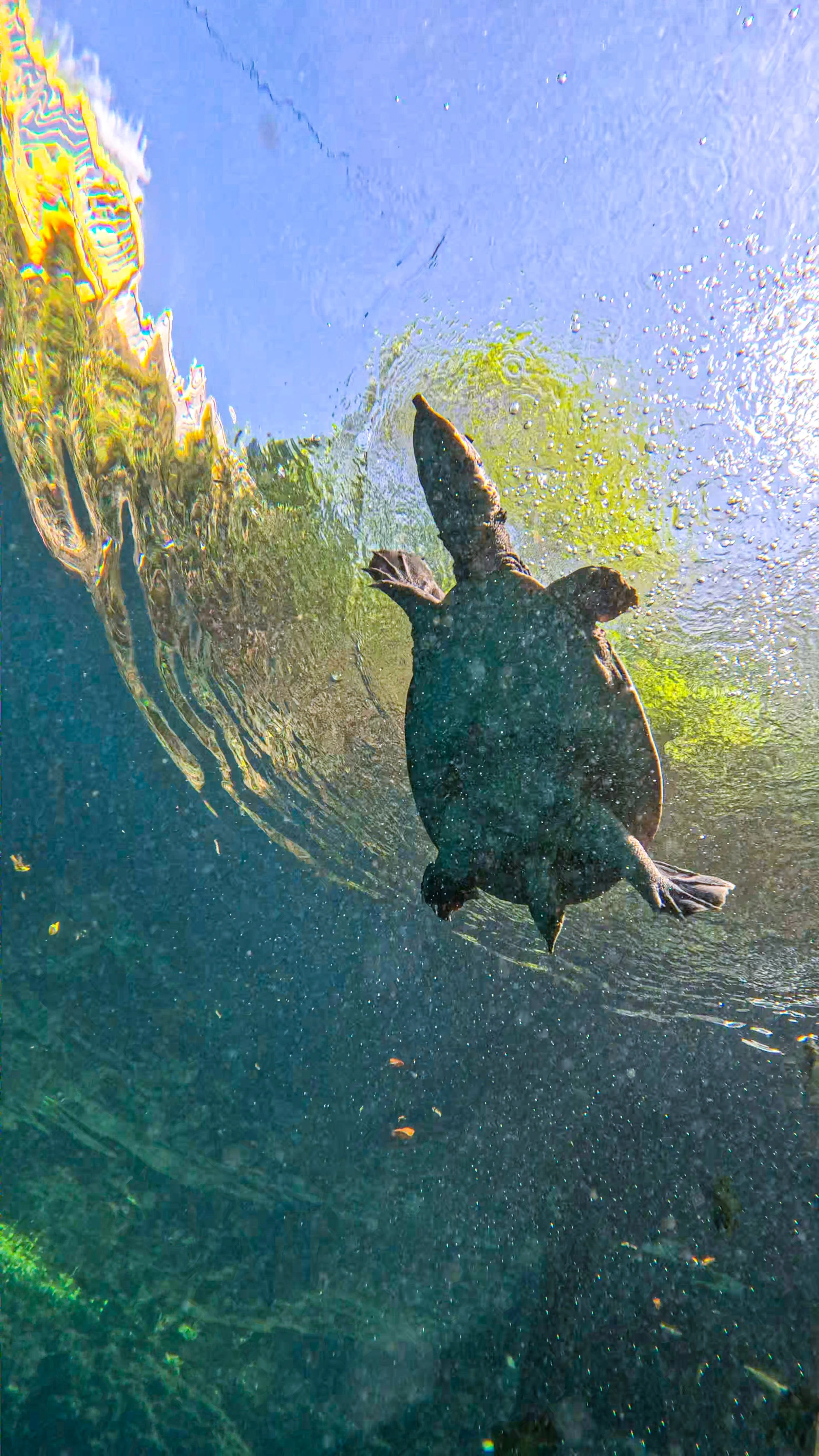 A turtle swimming underwater near the surface, with bubbles around and sunlight reflecting through the water.