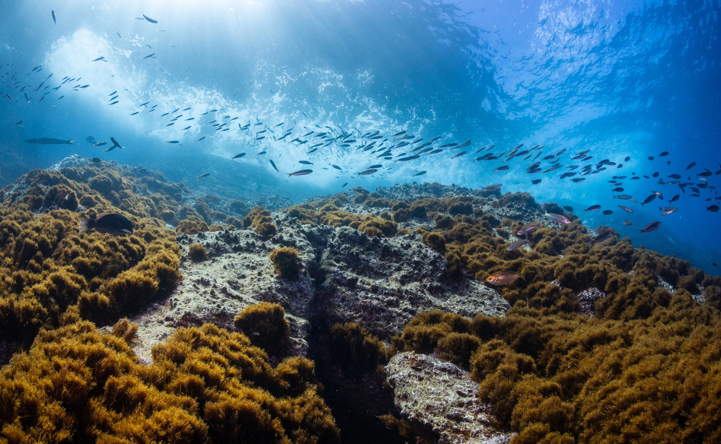 Underwater scene showing coral reef with schools of small fish swimming above and around rocky formations and algae.