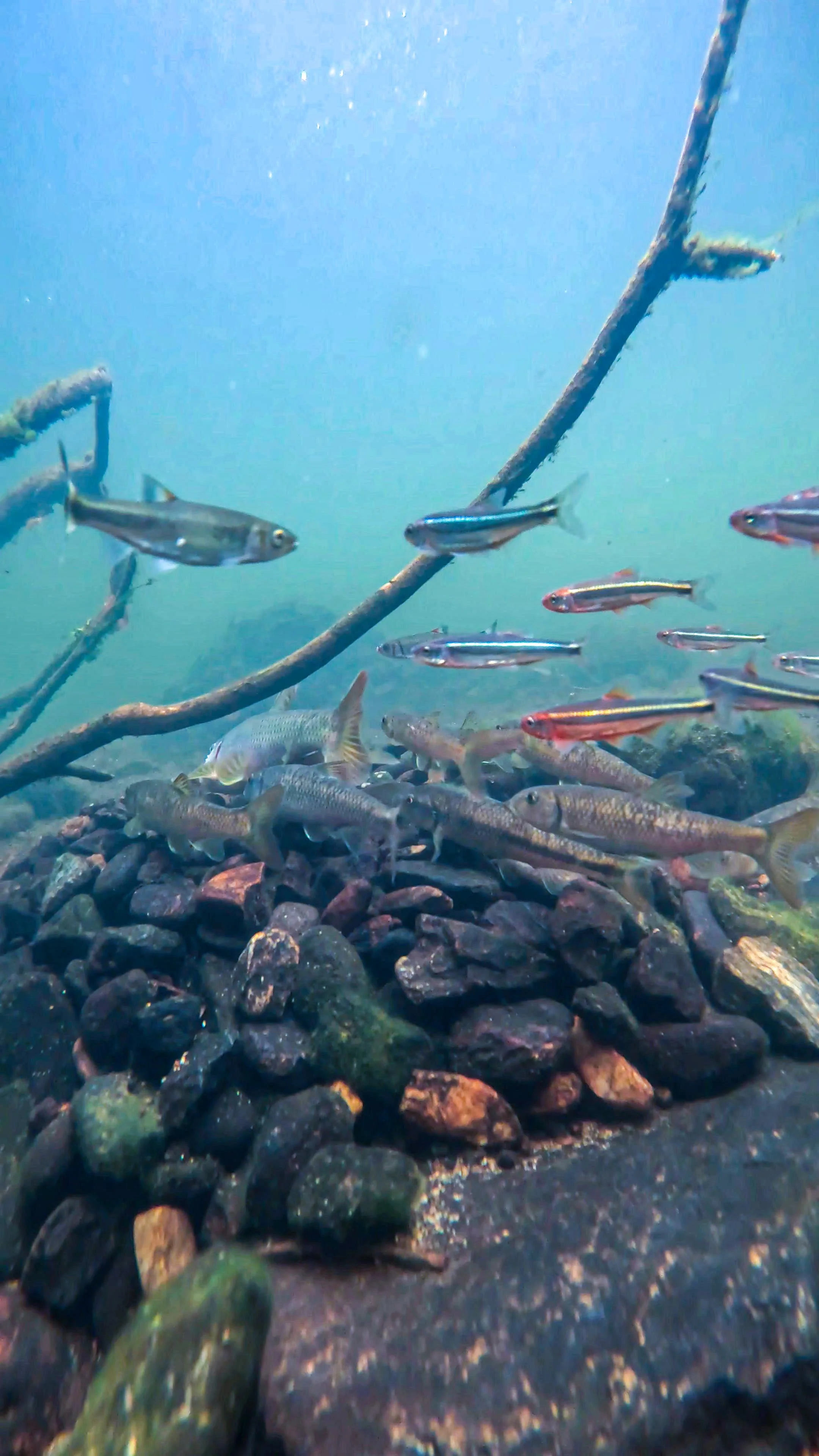 Underwater scene with small fish swimming over a rocky bottom and a few submerged branches.