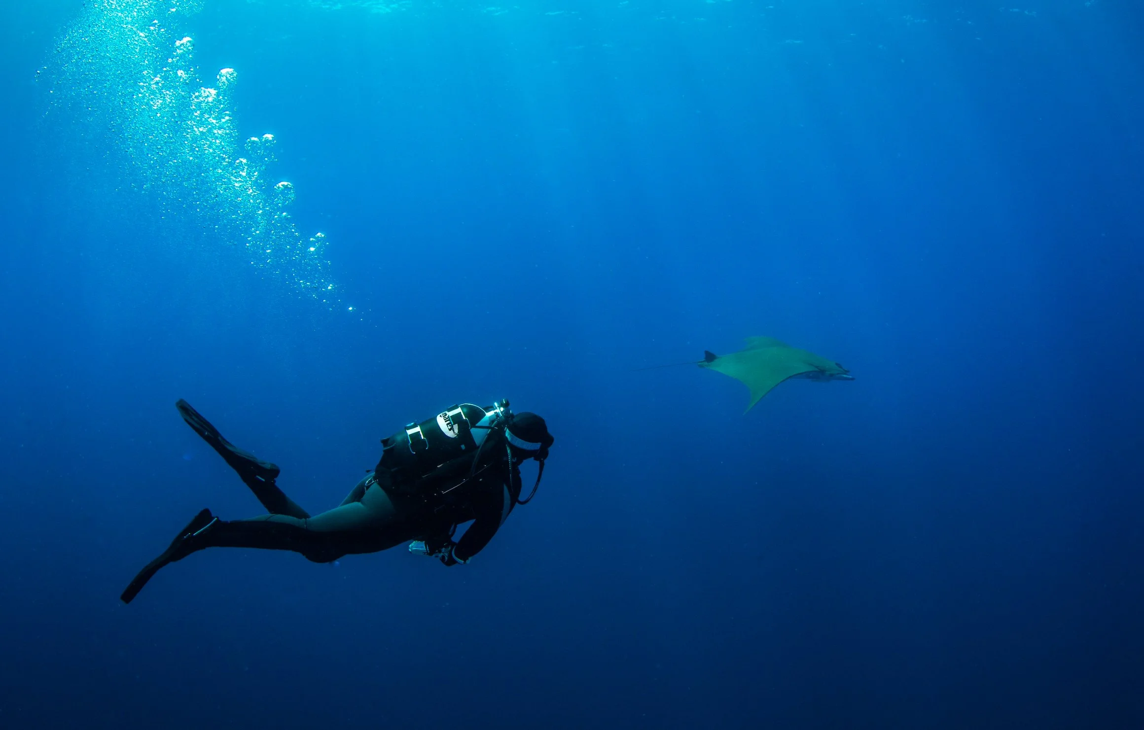 A scuba diver in black gear swimming underwater with a manta ray in the distance against a blue ocean background.