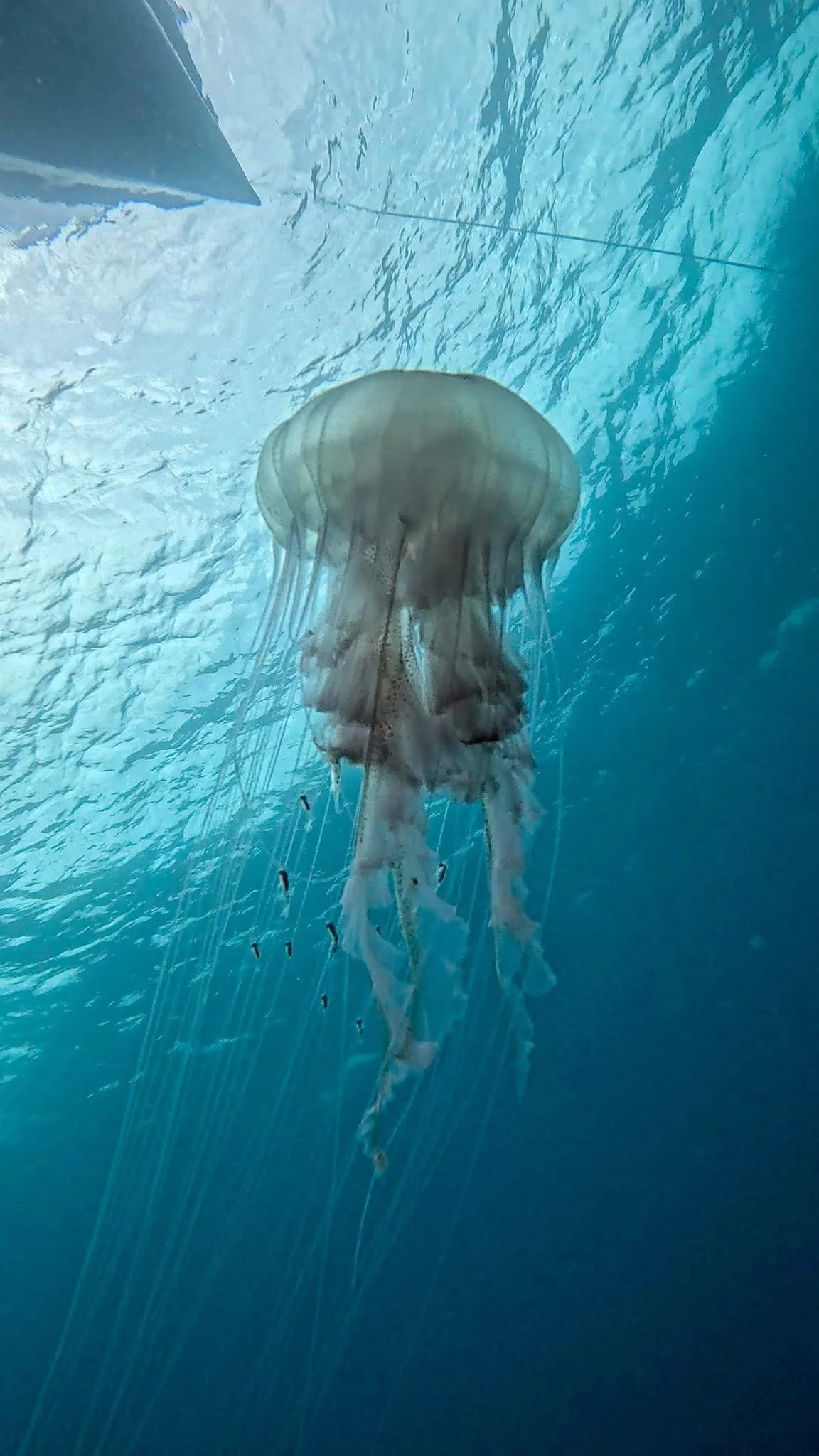 A jellyfish swimming underwater in the ocean.