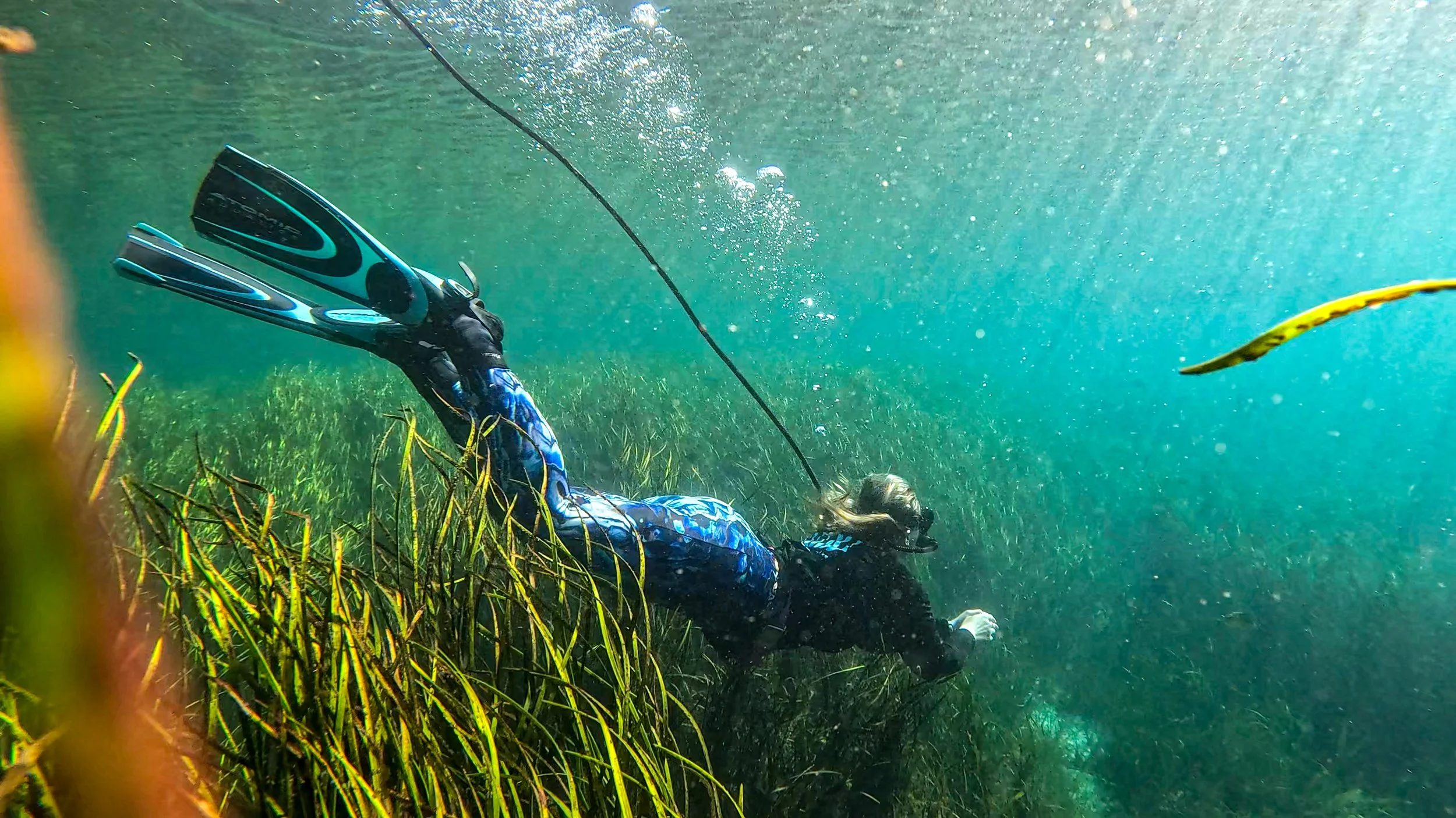 Person scuba diving underwater among tall green sea grasses, wearing a black wetsuit, blue and black fins, and a diving mask, holding a yellow object.