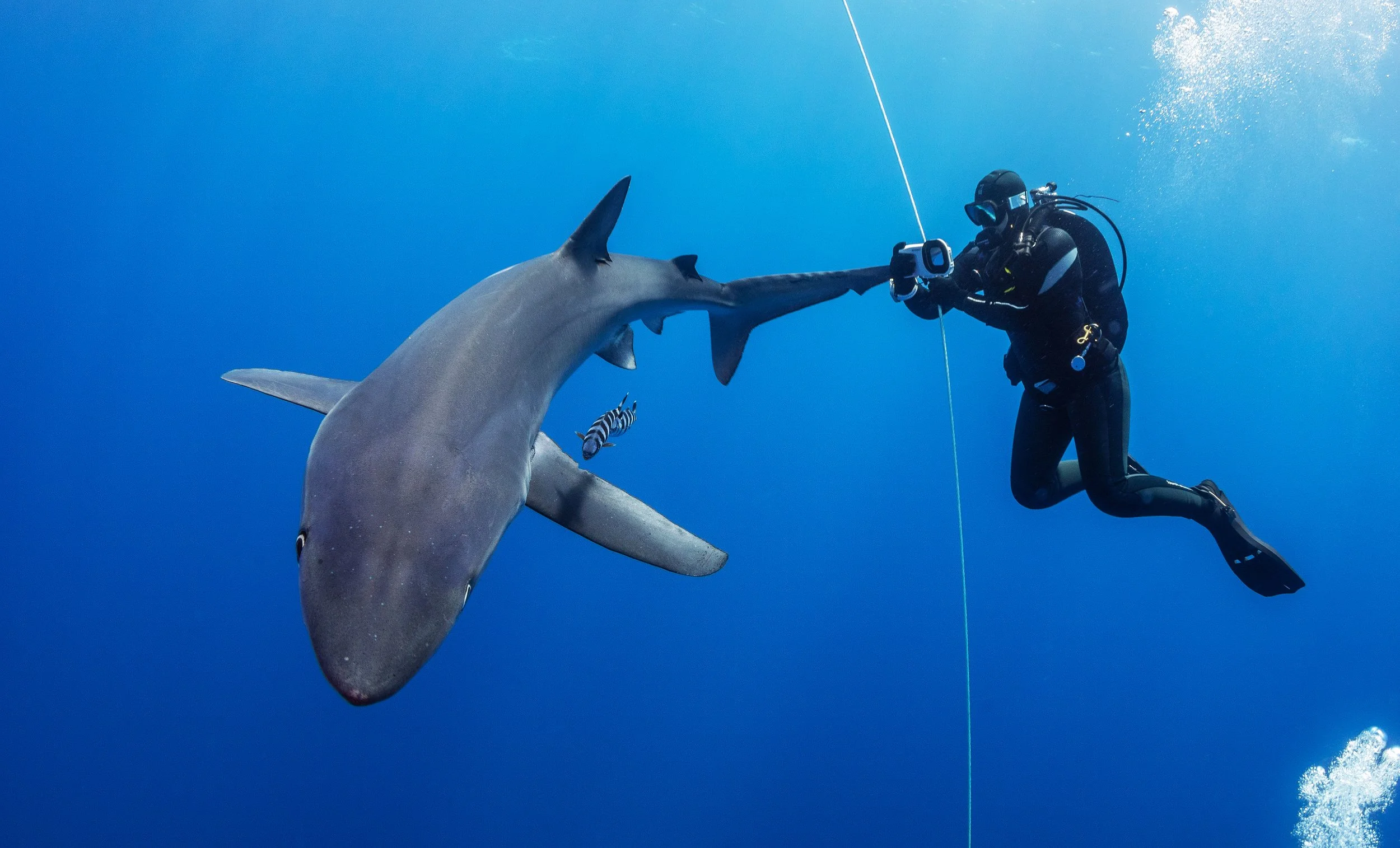 A scuba diver underwater releasing a small shark with a long snout and dark gray body.
