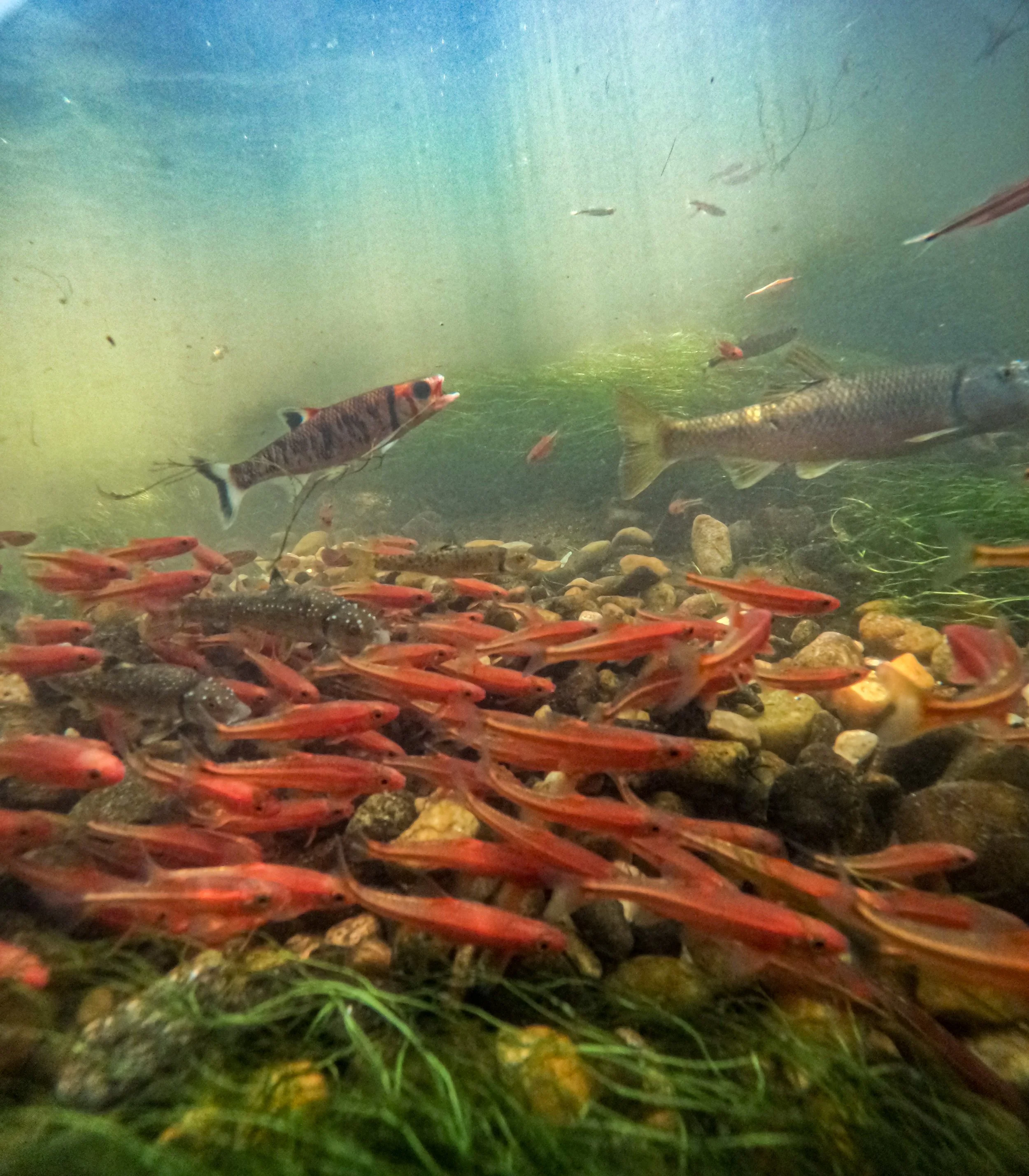 Underwater scene with various fish species swimming among rocks and aquatic plants.
