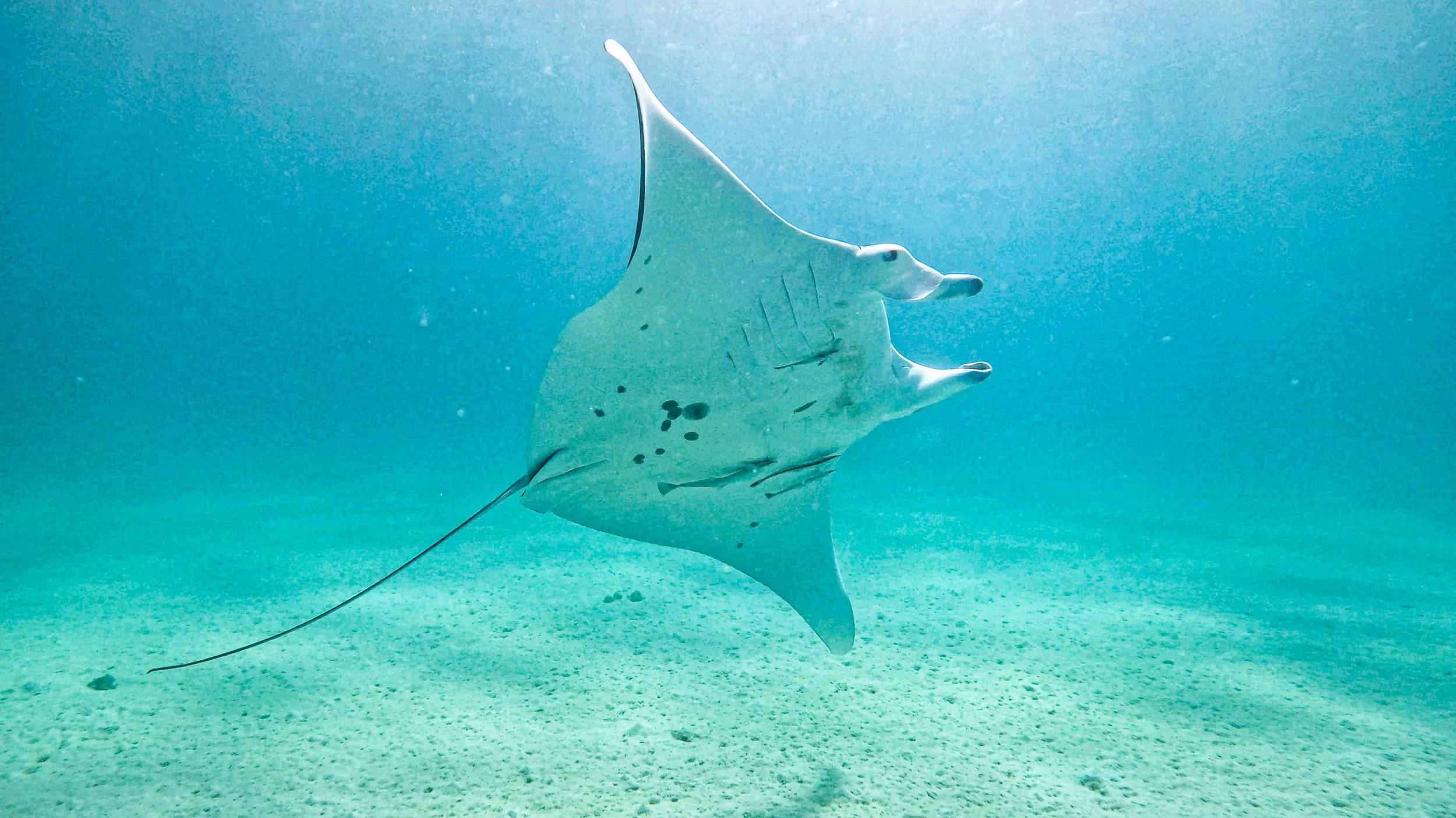 A manta ray swimming underwater with a sandy ocean floor below.
