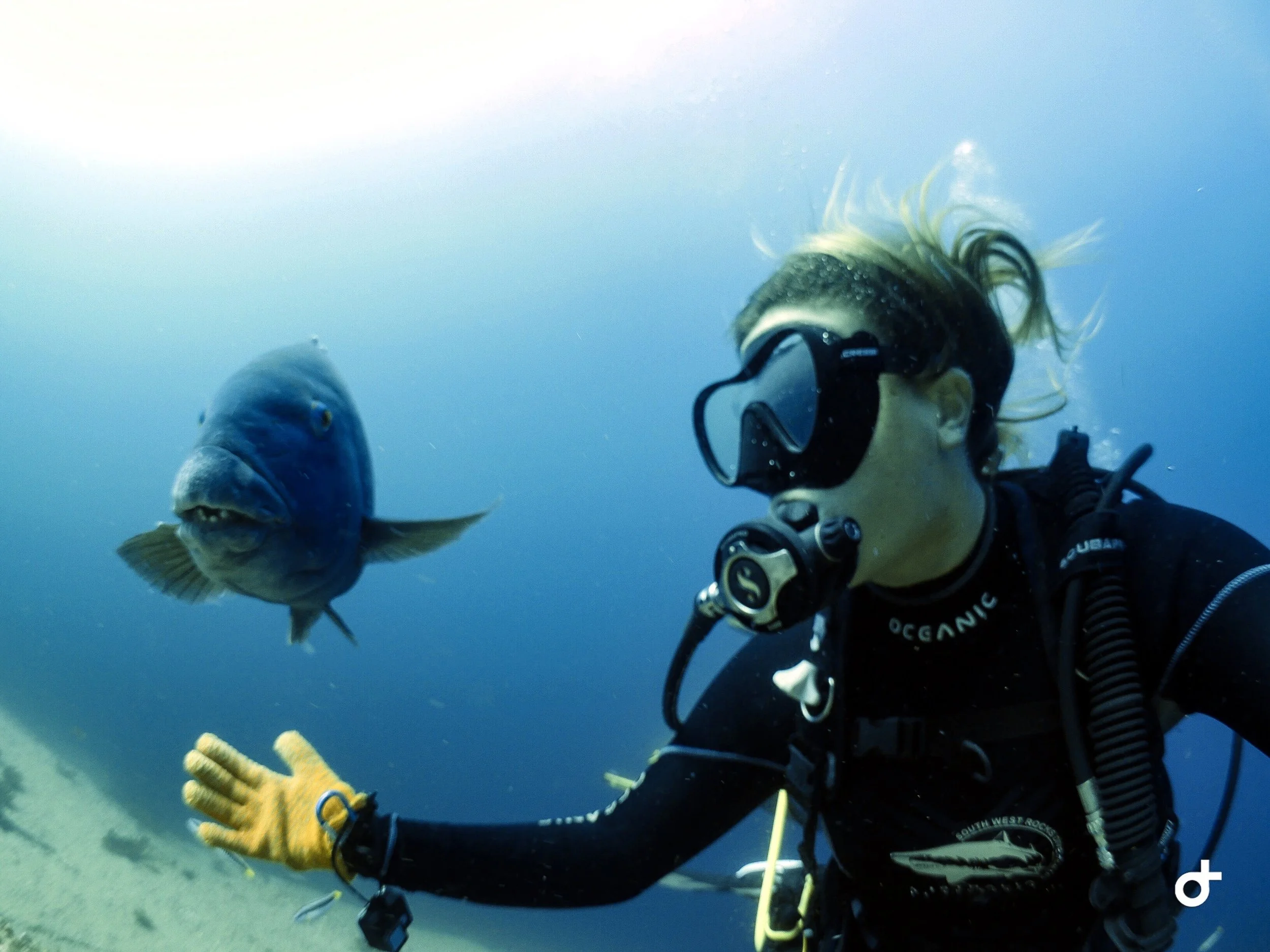 A woman scuba diving underwater, wearing a wetsuit, goggles, and a breathing apparatus, near a large blue fish.